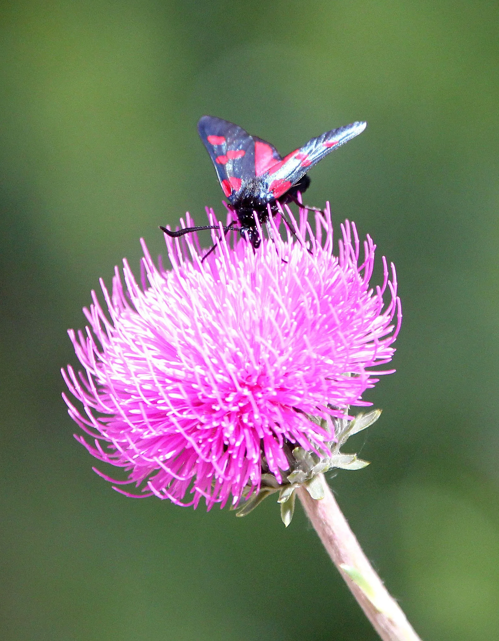 Zagaenidae - Zygaeia transalpina - Vercours France 