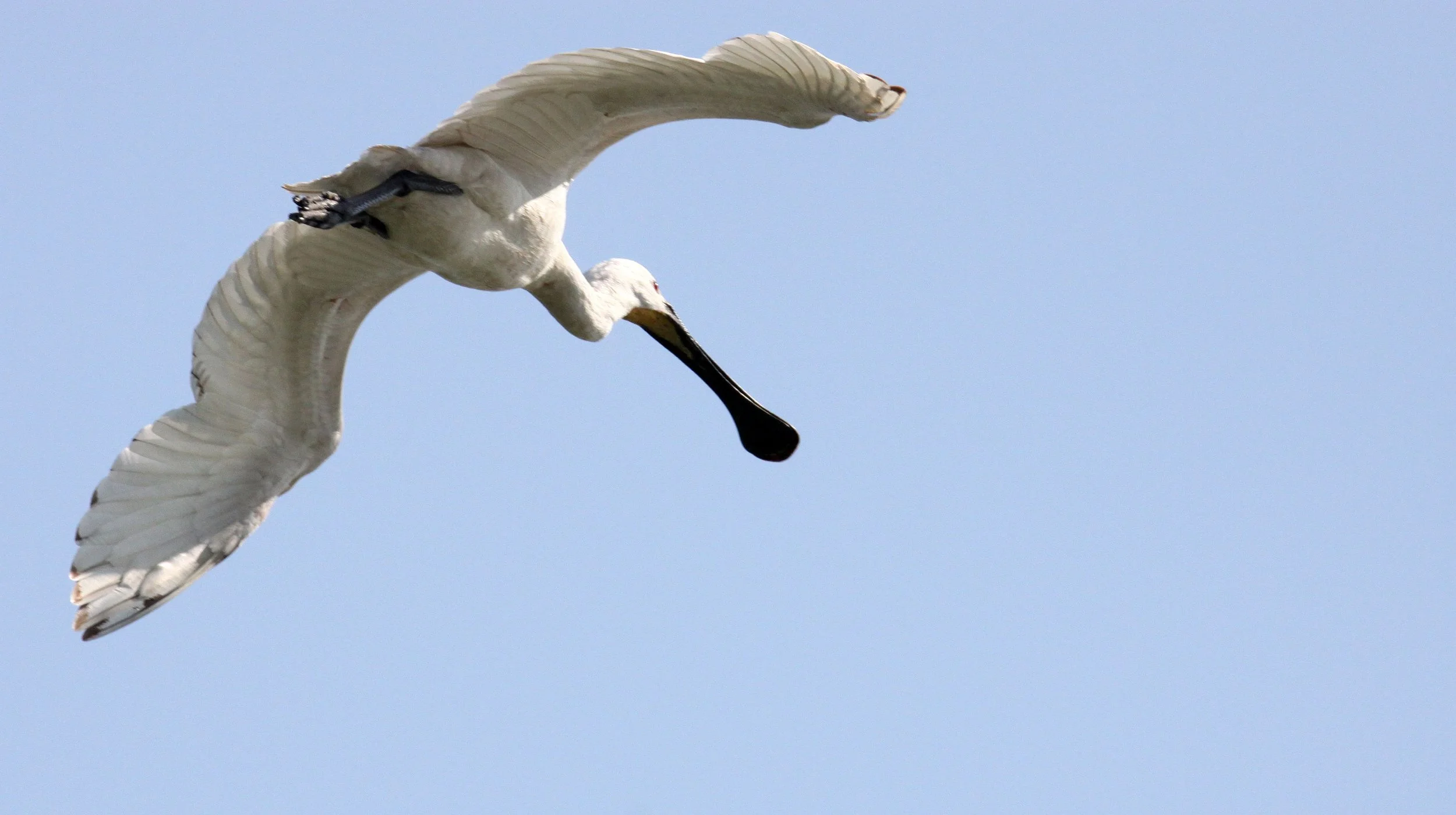 SPOONBILL - EURASIAN SPOONBILL - Platalea leucorodia - LITTLE RANN OF KUTCH GUJARAT INDIA (12).JPG