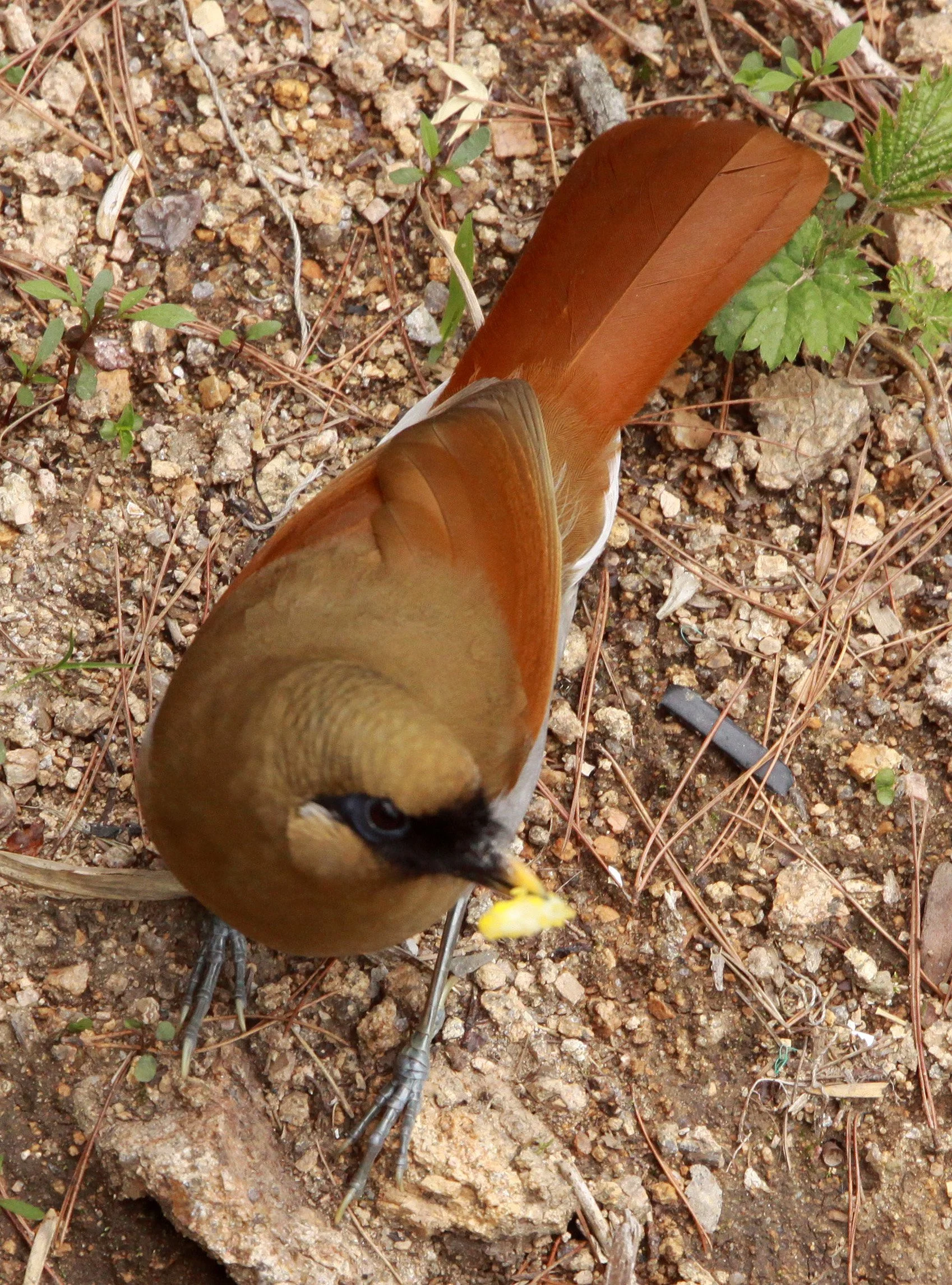 BIRD - LAUGHINGTHRUSH - RUSTY LAUGHINGTHRUSH - HUANGSHAN NATIONAL PARK - ANHUI PROVINCE CHINA (2).JPG