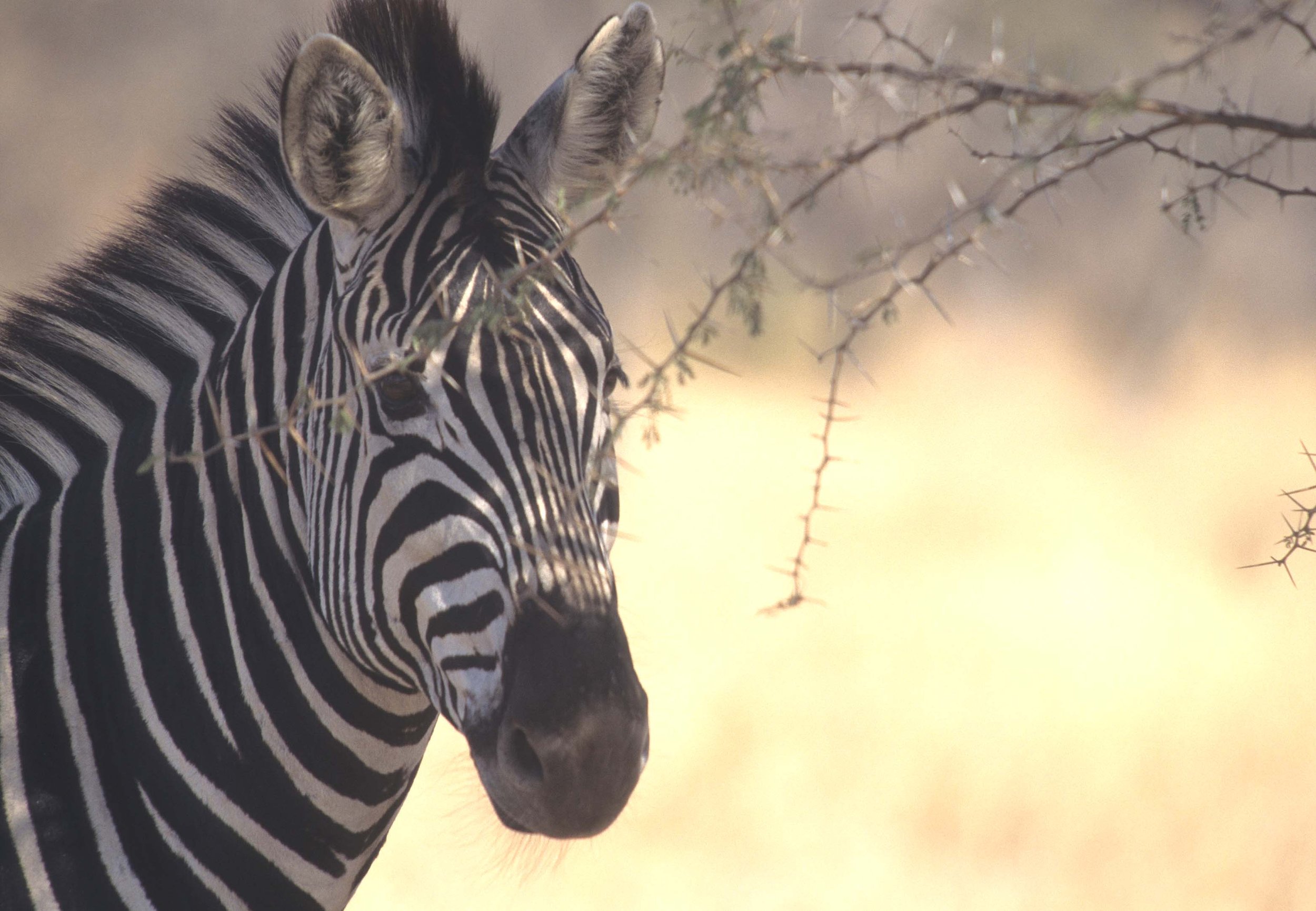 EQUIN - ZEBRA - BURCHELLS - KRUGER (5).jpg