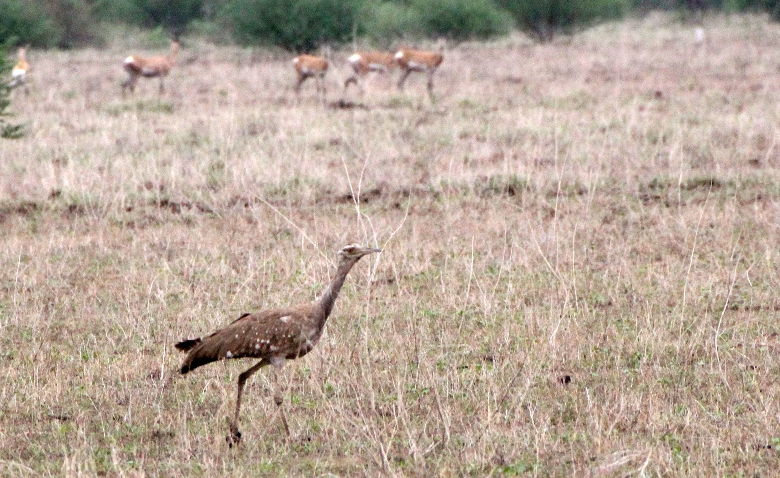 Arabian bustard (Ardeotis arabs) Ali Dege Plains, Ethiopia (36).JPG