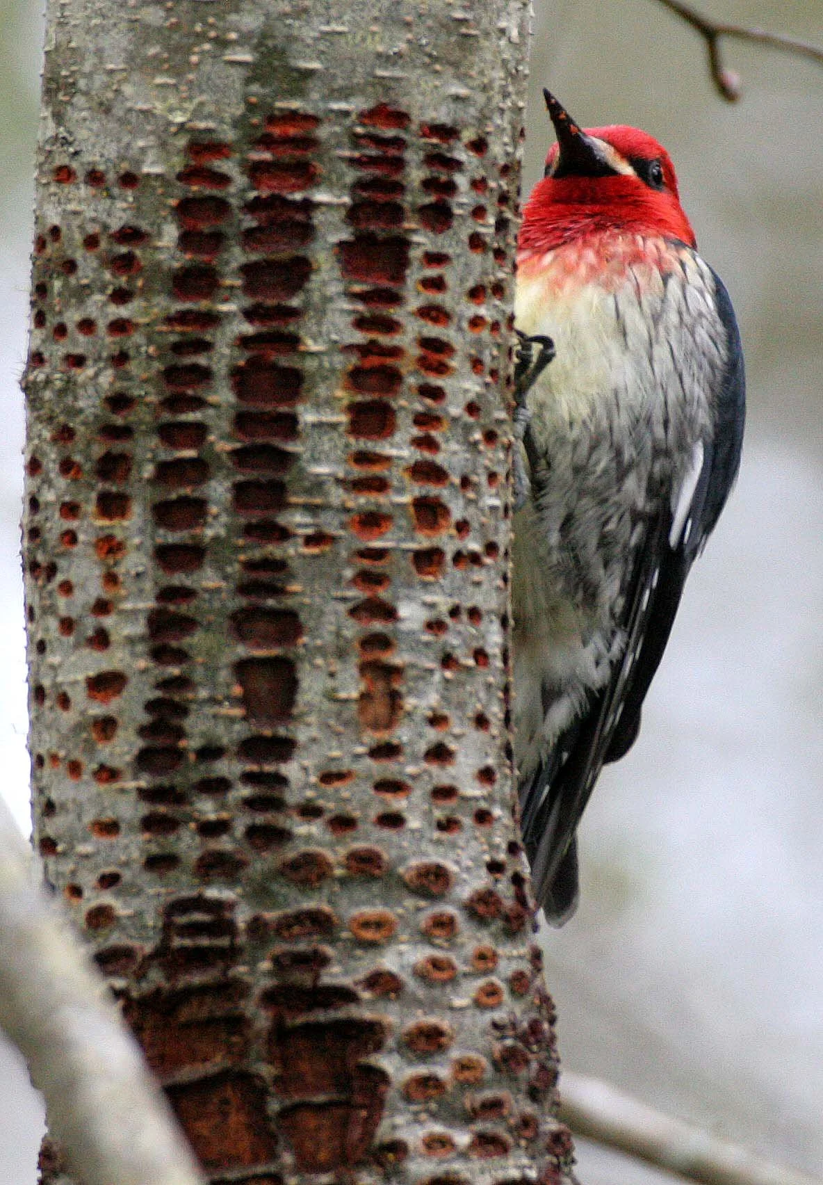 BIRD - WOODPECKER - SAPSUCKER - RED-BREASTED SAPSUCKER - SPHYRAPICUS RUBER - LAKE FARM TRAILS WA (45).JPG