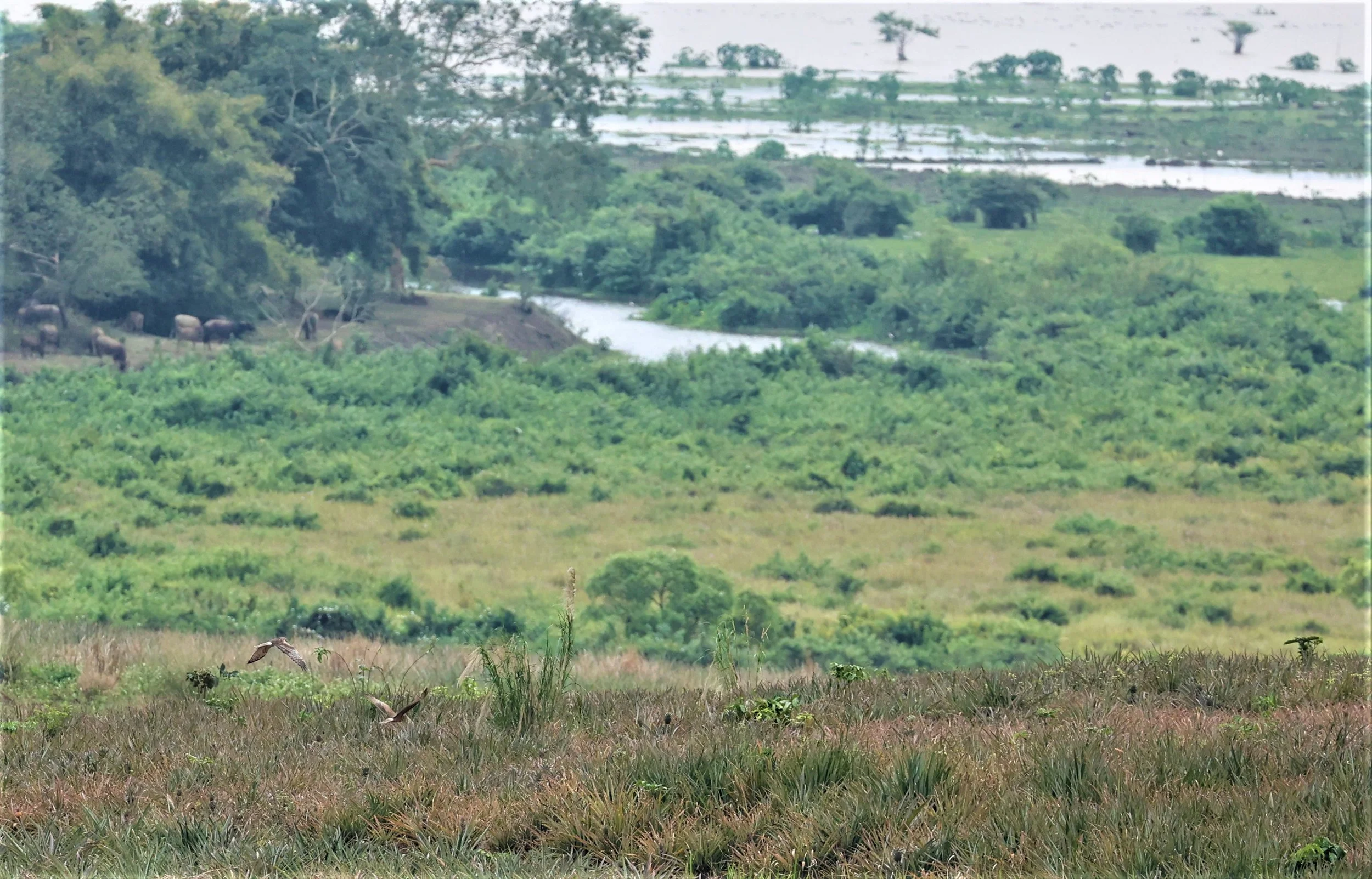 HARRIER - PIED HARRIER - Circus melanoleucos - YONOK CHIANG SAEN CHIANG RAI - ROOST Feb 2022 (50).jpg