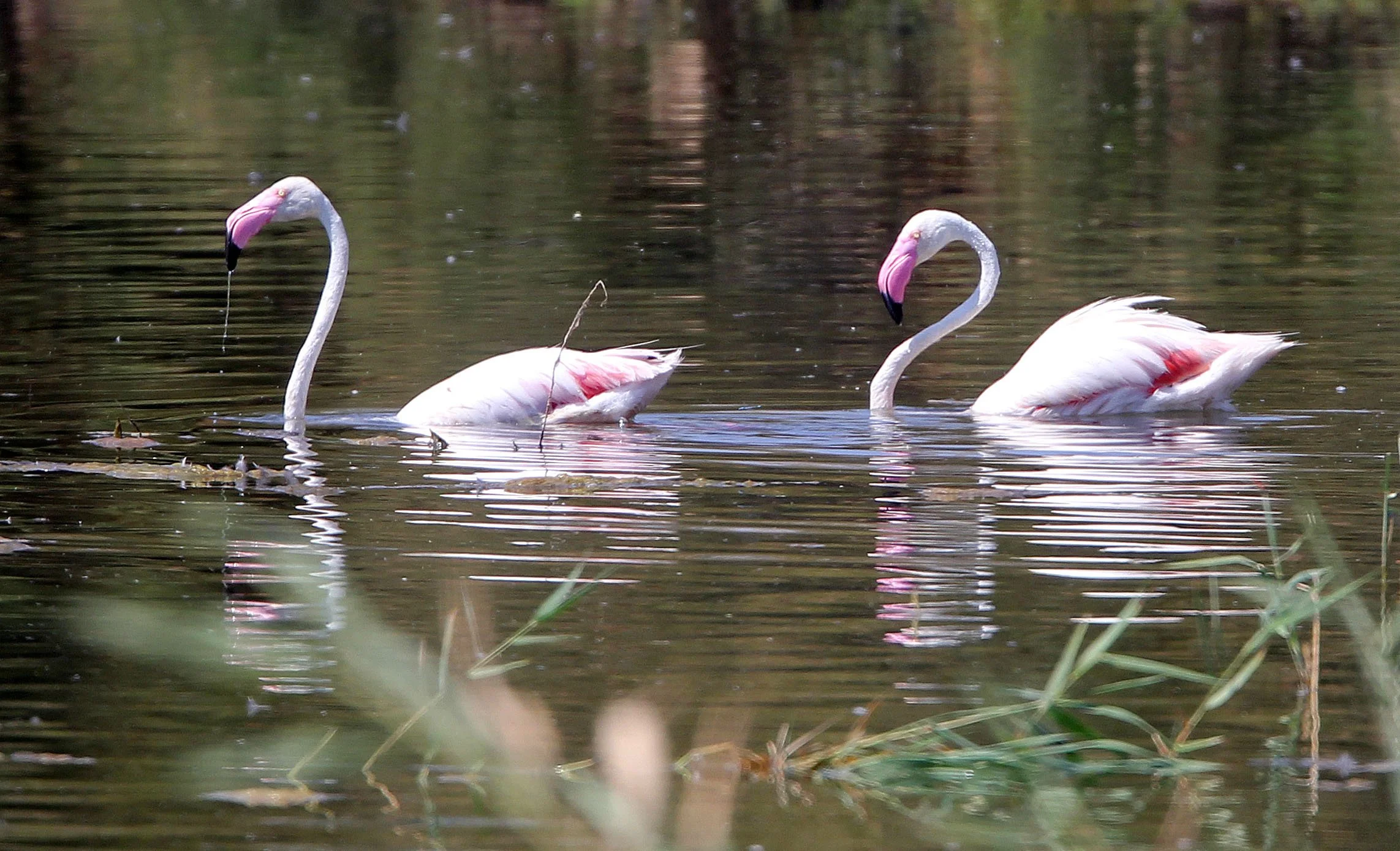Phoenicopterus roseus - Greater Flamingo - Laguna Dulce Spain (19).JPG