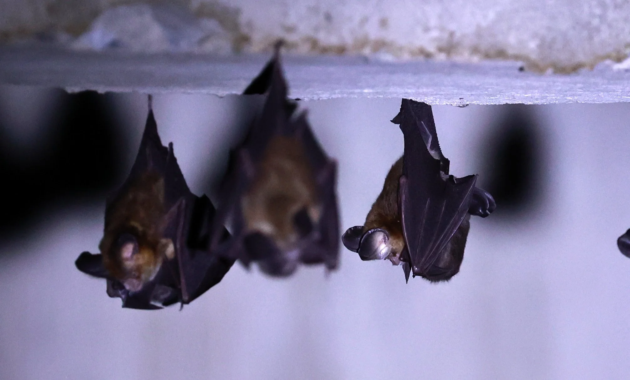 Hipposideros gentilis 