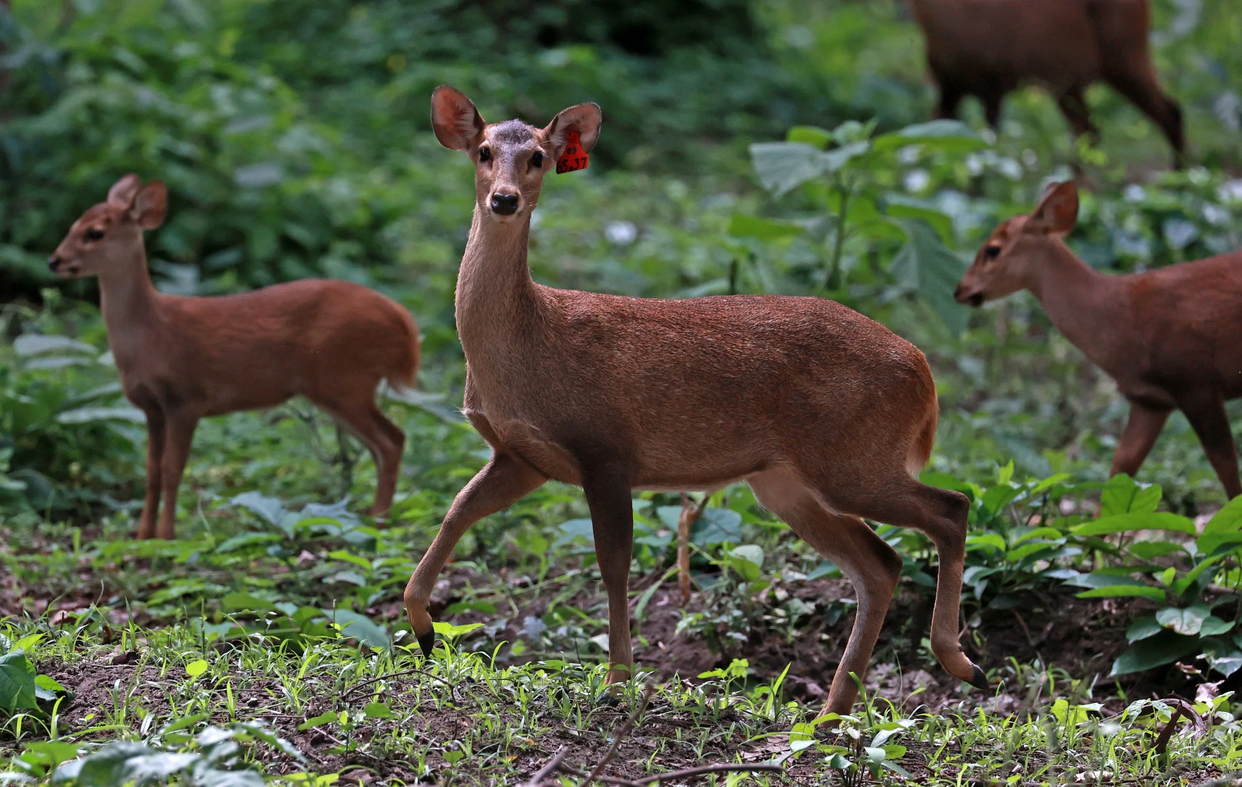 Axis annamiticus - Indochinese Hog Deer - Huai Kha Khaeng Wildlife Sanctuary June 2024 (6).jpg