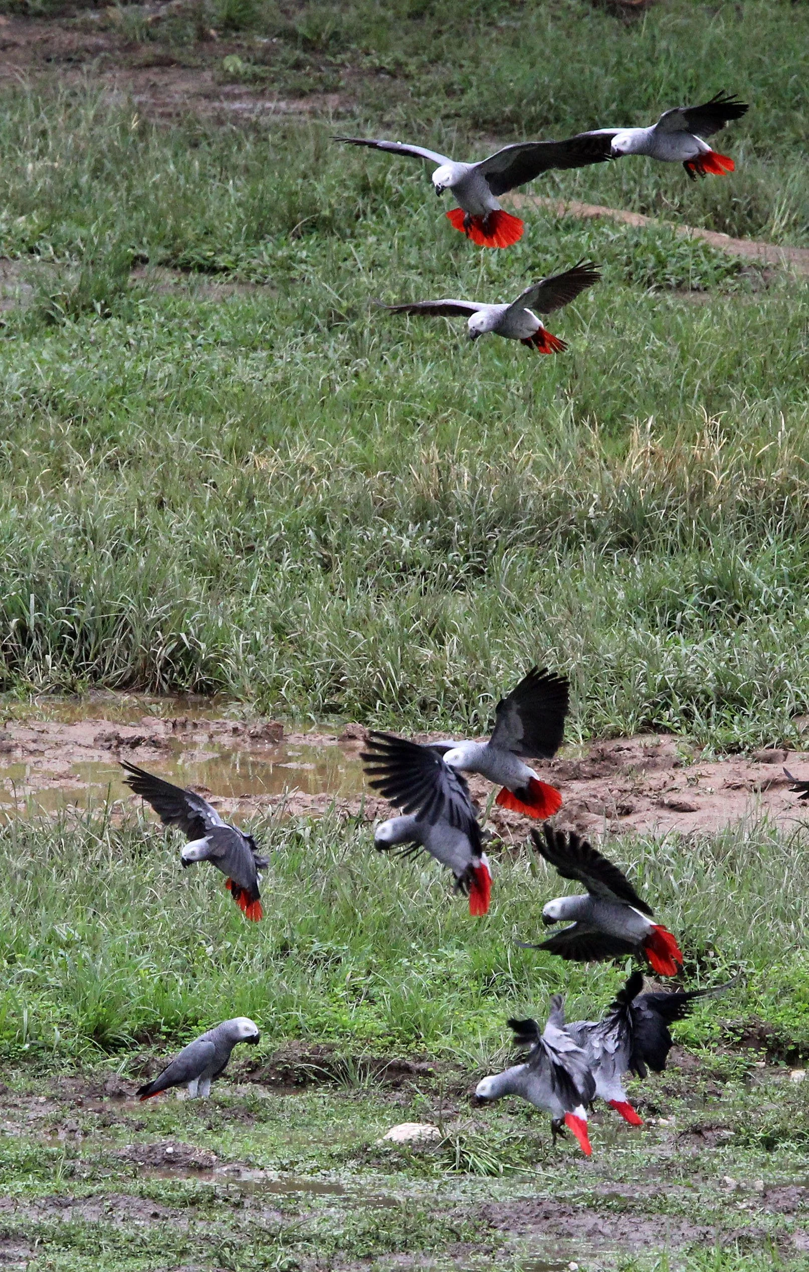 BIRD - PARROT - AFRICAN GREY PARROT - DZANGA BAI - DZANGA NDOKI NP CENTRAL AFRICAN REPUBLIC (36).JPG