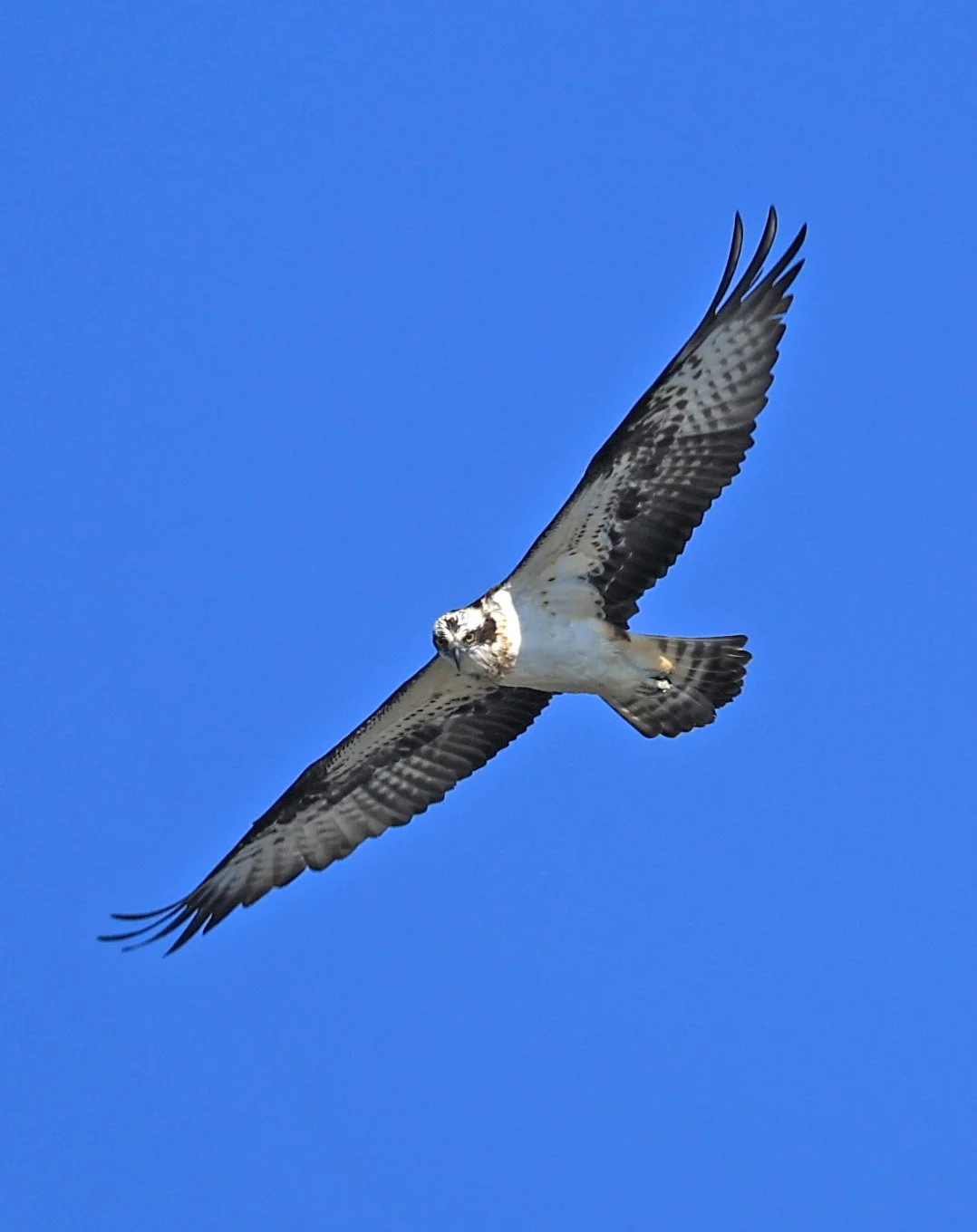 Western osprey (Pandion haliaetus) Shimotonda Sadowaracho Birding Ponds Miyazaki Kyushu Japan (19).jpg