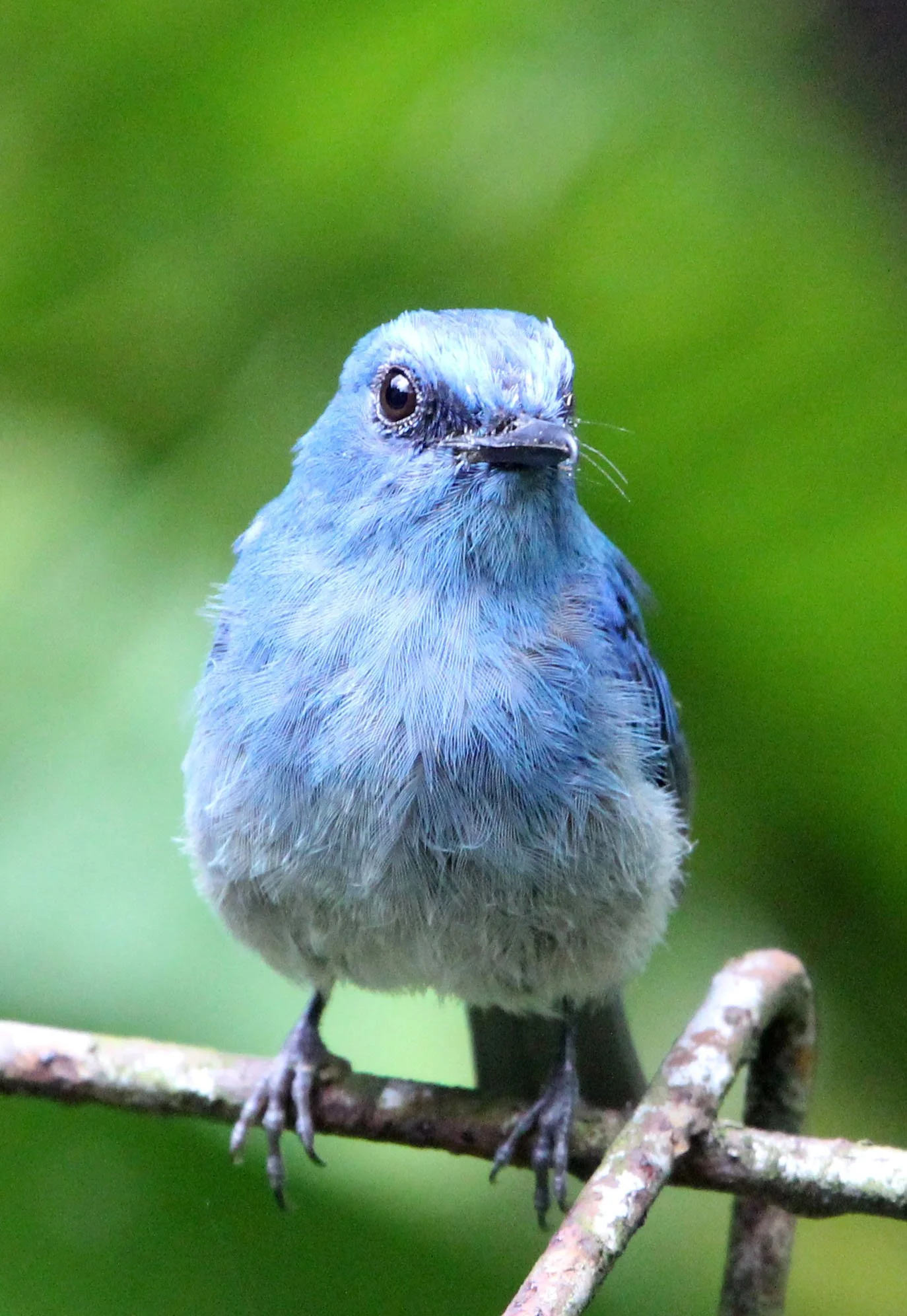 BIRD - FLYCATCHER - INDIGO FLYCATCHER - HALIMUN NATIONAL PARK JAVA BARAT INDONESIA (8).JPG