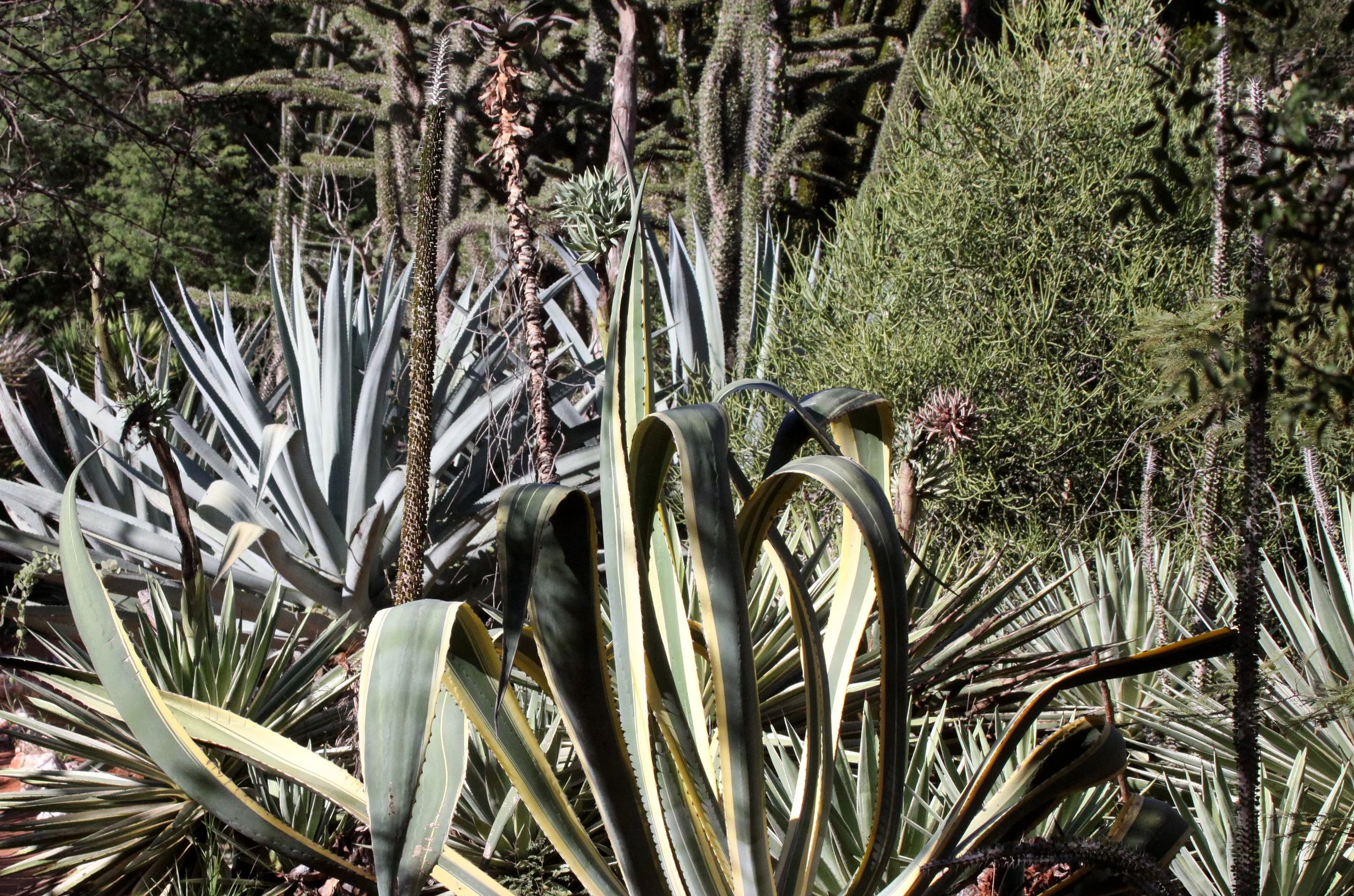 PLANT - XEROPHYTIC SPECIES - BERENTY RESERVE MADAGASCAR (3).JPG