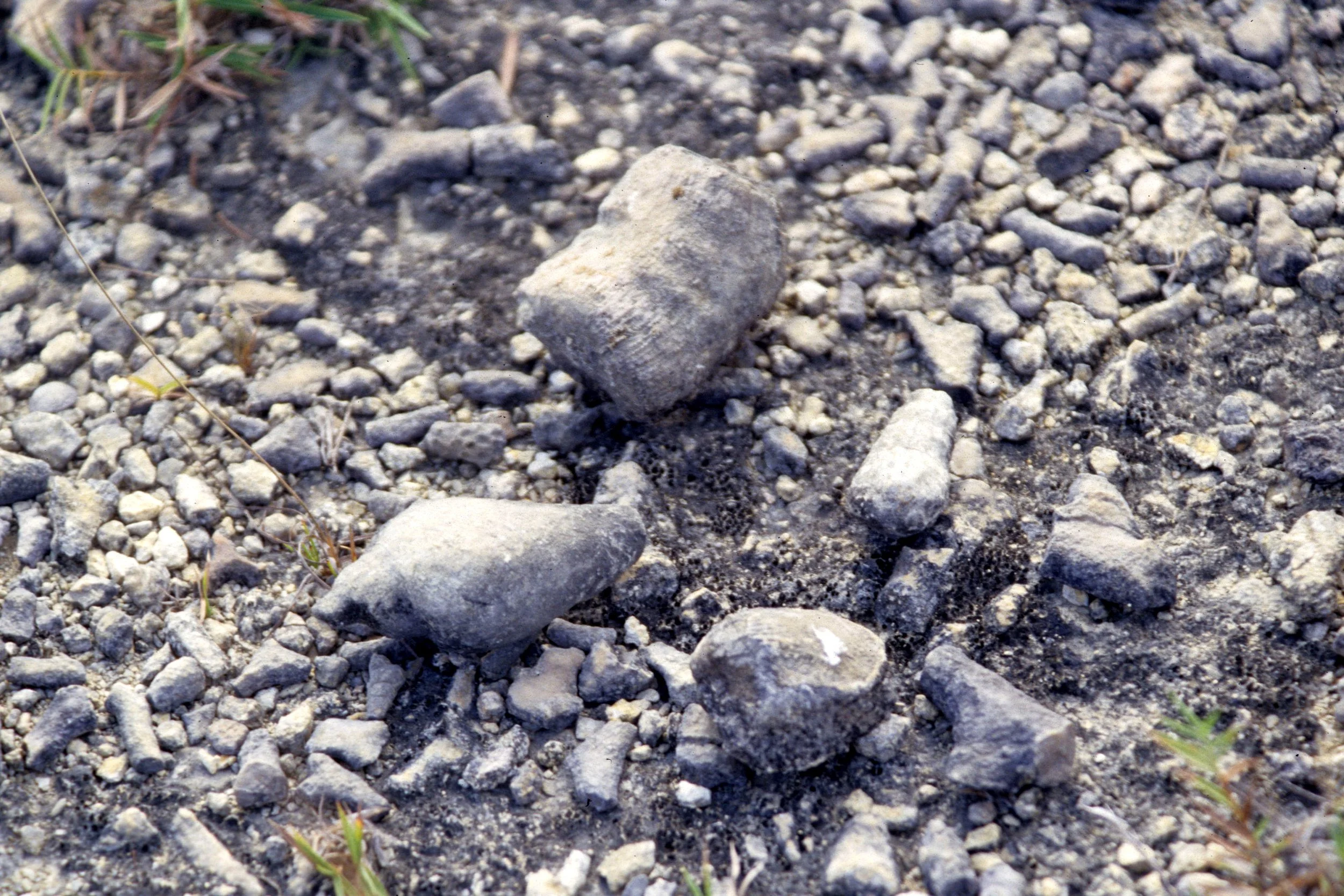 KOMODO ISLAND - FOSSILIFEROUS SOILS.jpg