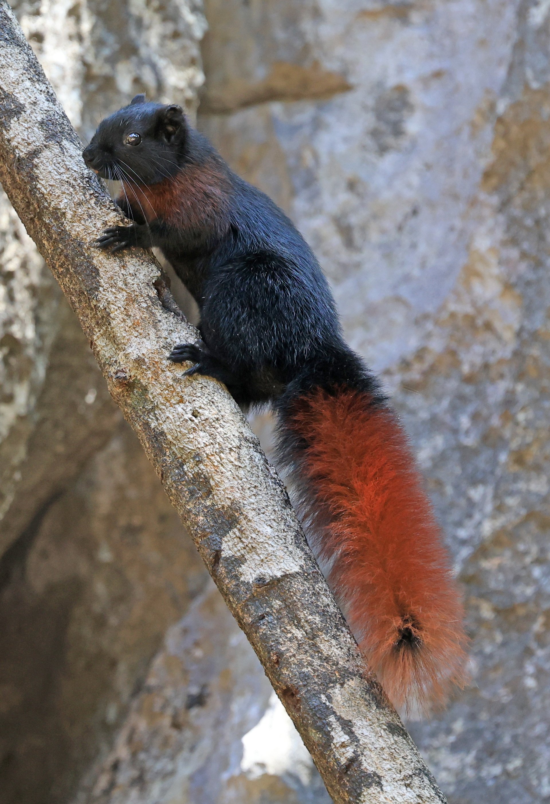 Variable Squirrel (Callosciurus finlaysonii ferrugineus) Kong Lor Cave (Tham Kong Lo), Khammouane Province, Laos (11).jpg