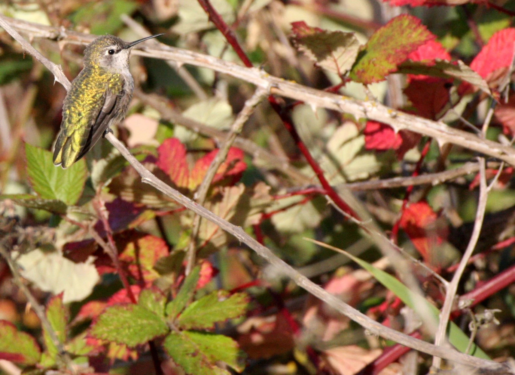 Selasphorus rufus - RUFOUS HUMMINGBIRD - JUVENILE FEMALE - EDMONDS MARSH WA (6).JPG