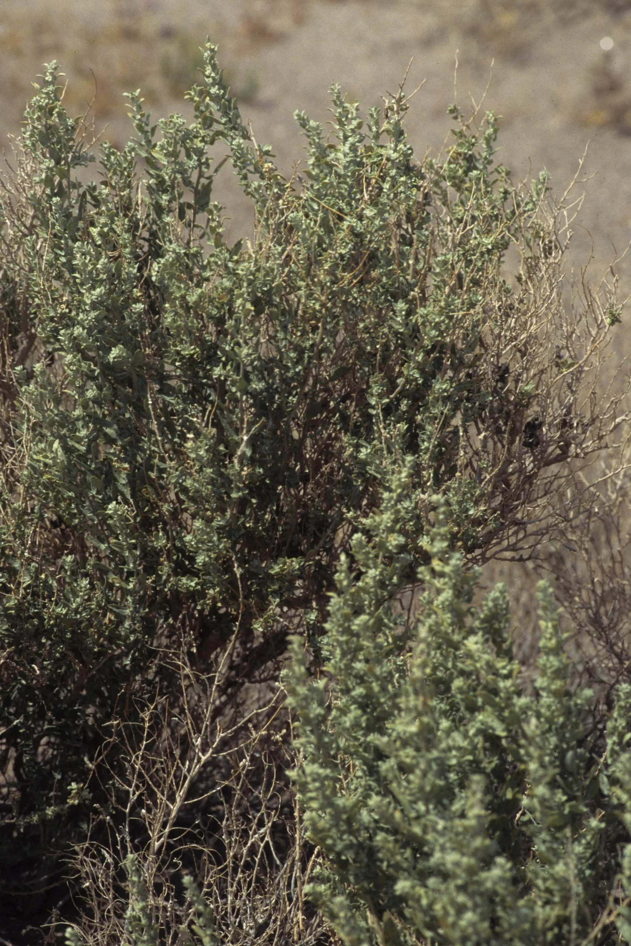 DEATH VALLEY - ATRIPLEX CANESCENS - FOUR-WINGED SALTBUSH.jpg
