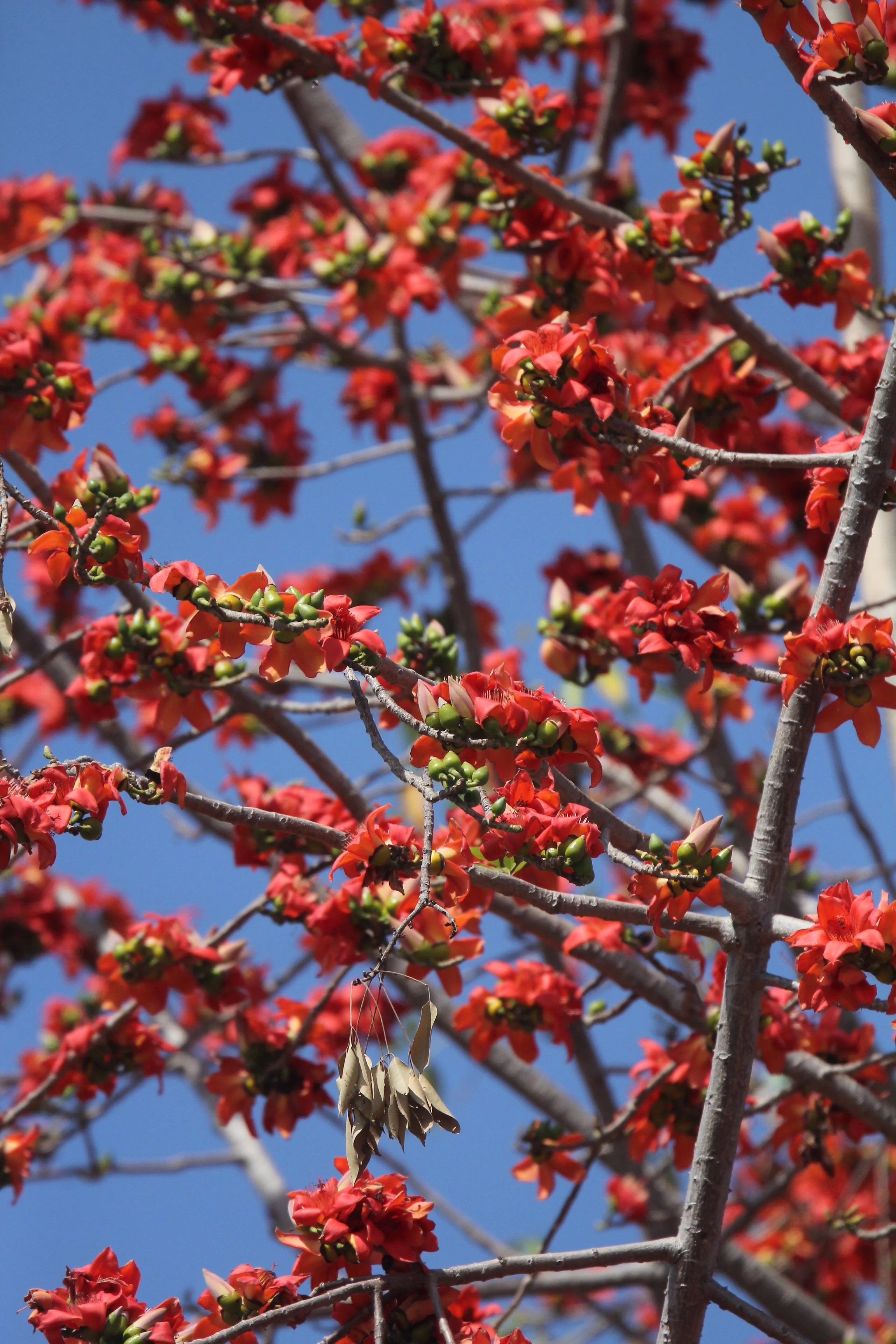 Flame of the Forest (Butea monosperma) in the Mixed Deciduous Forest of Huai Khai Khaeng