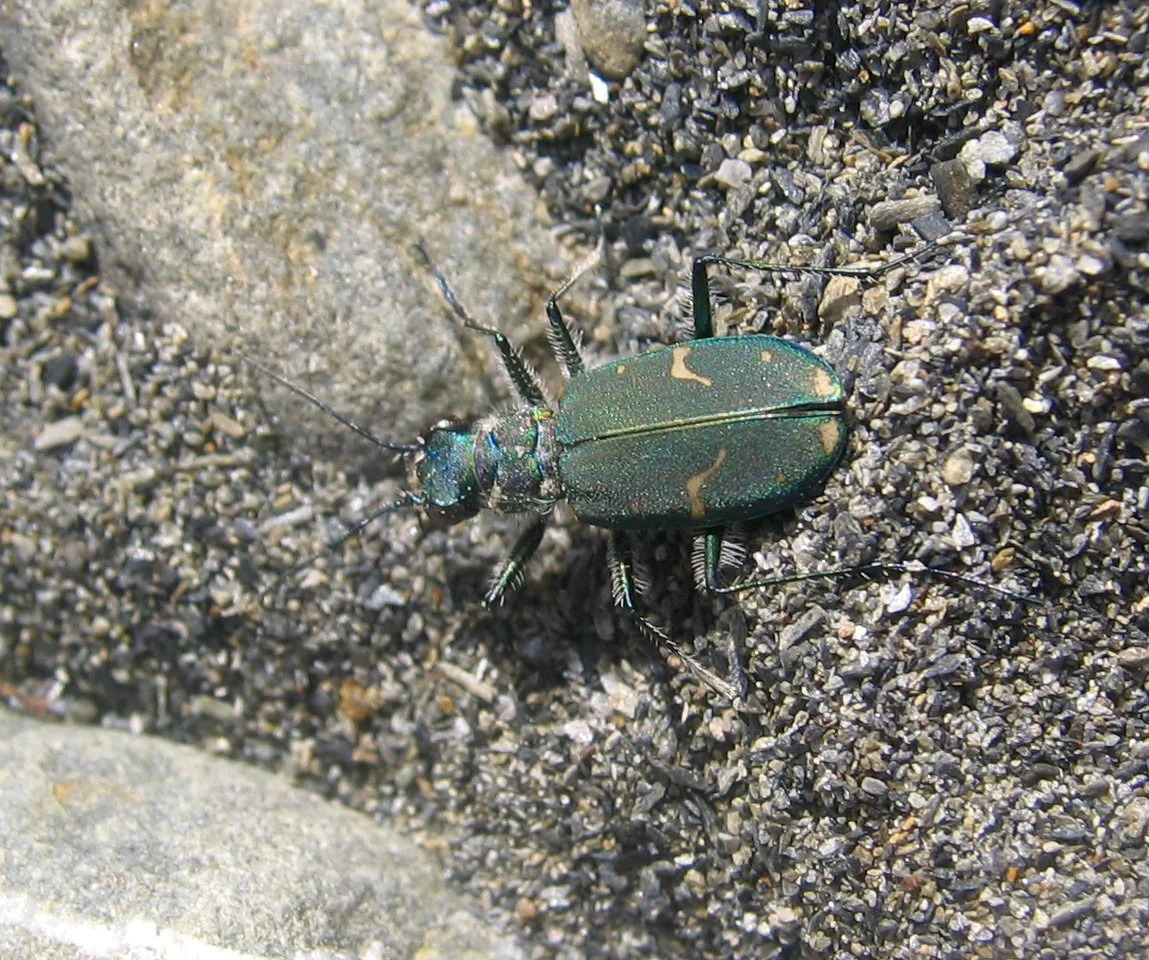 INVERTS - COLEOPTERA - CICCINDELA SPECIES (5).jpg