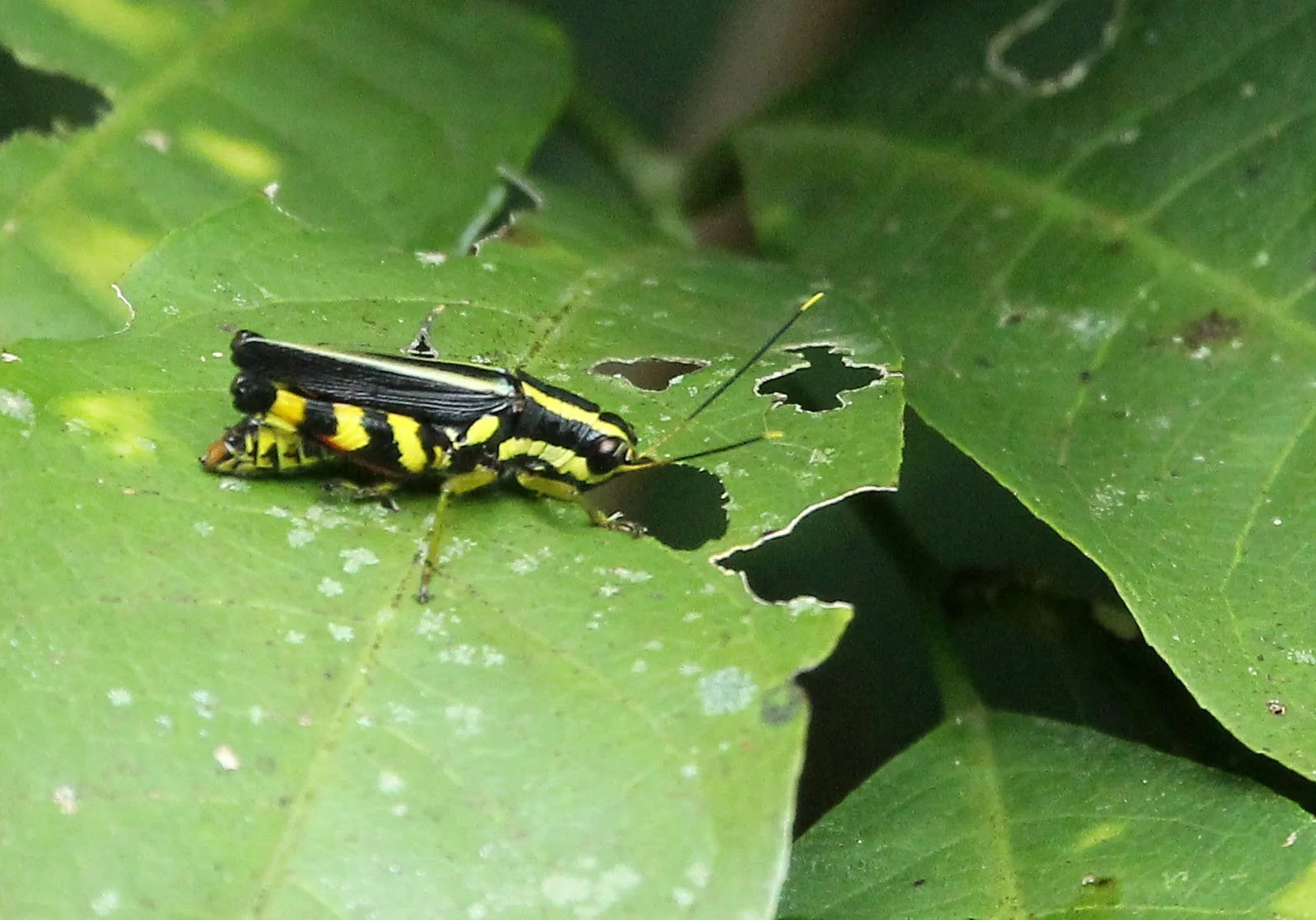 2017 Phu Khieo Wildlife Sanctuary  (22).JPG