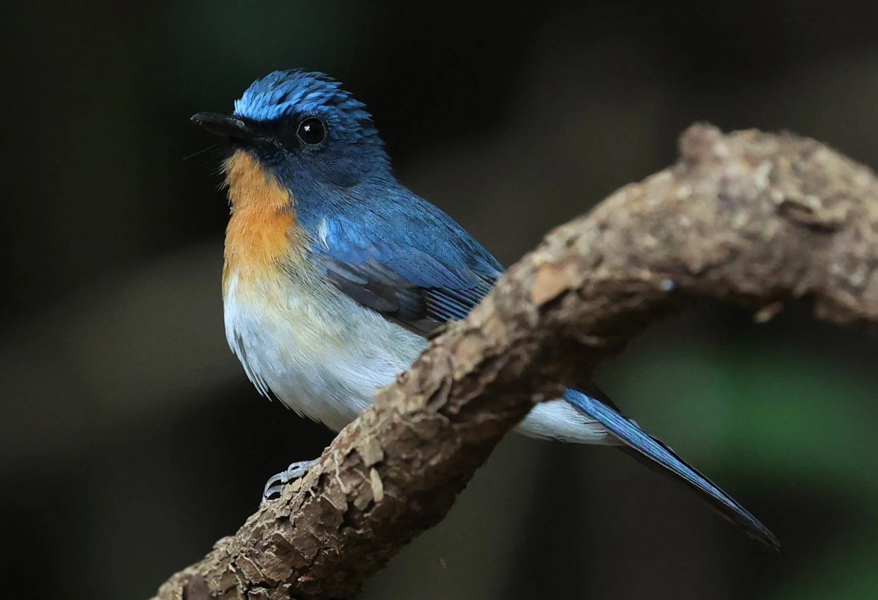 FLYCATCHER - INDOCHINESE BLUE-FLYCATCHER - Cyornis sumatrensis - PETCHABURI PROVINCE - NUY HIDE NEAR KAENG KRACHAN JAN 2022 (21).JPG