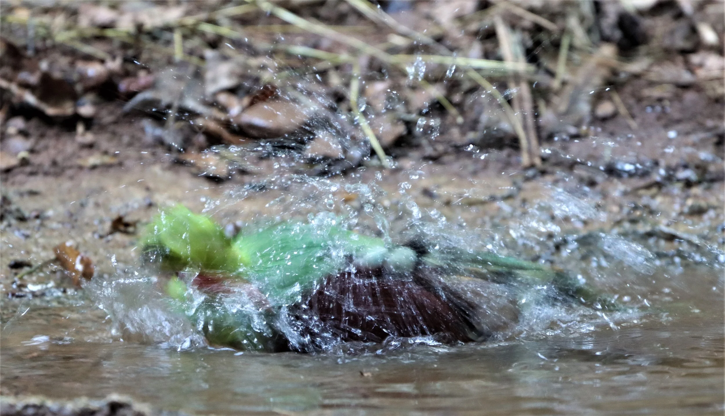 MAGPIE - COMMON GREEN MAGPIE - Cissa chinensis - NEUNG HIDE KAENG KRACHAN (13).jpg