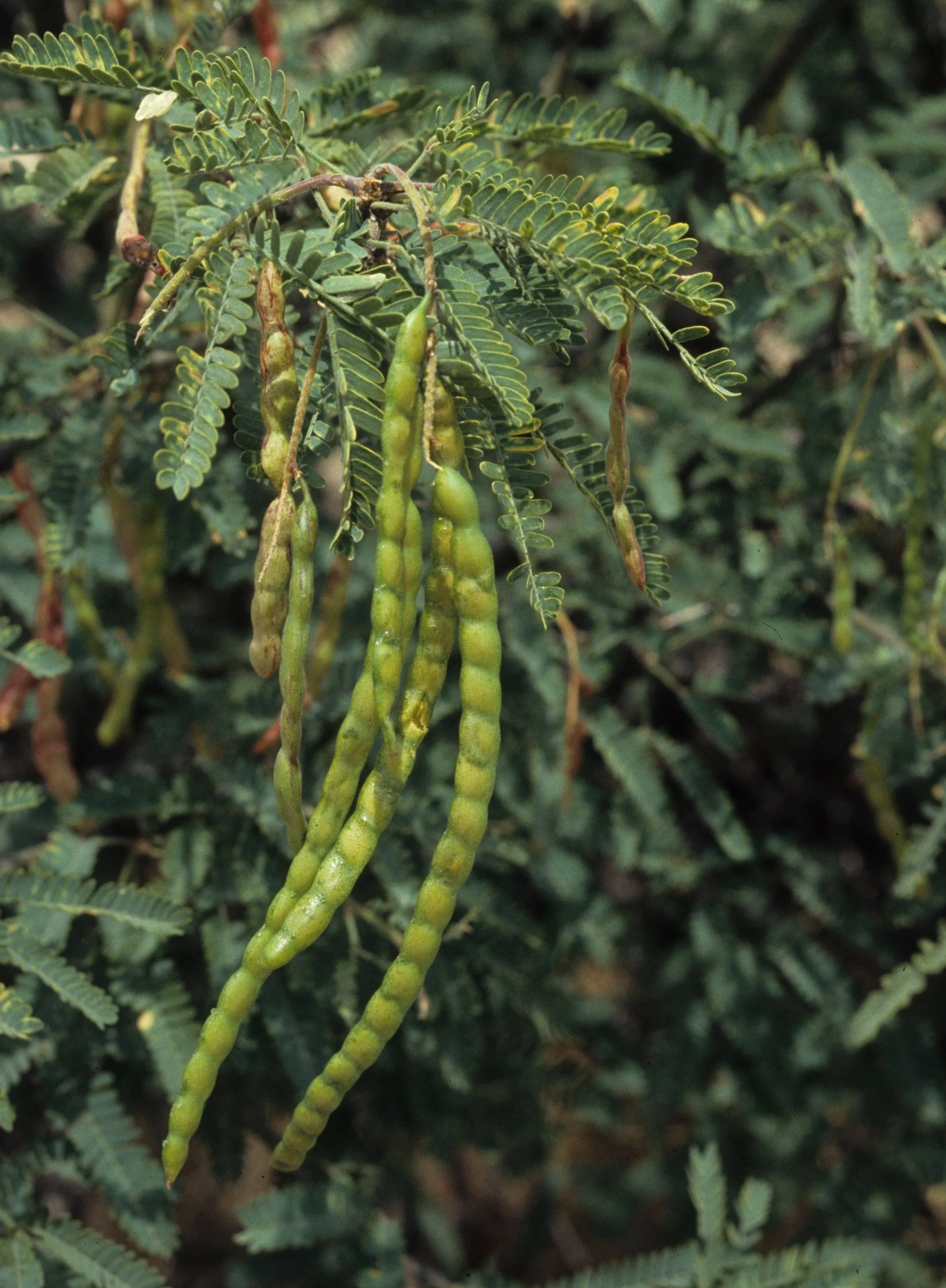 ANZA BORREGO - LEGUMINOSEAE - PROSPIS JULIFLORA - MESQUITE.jpg