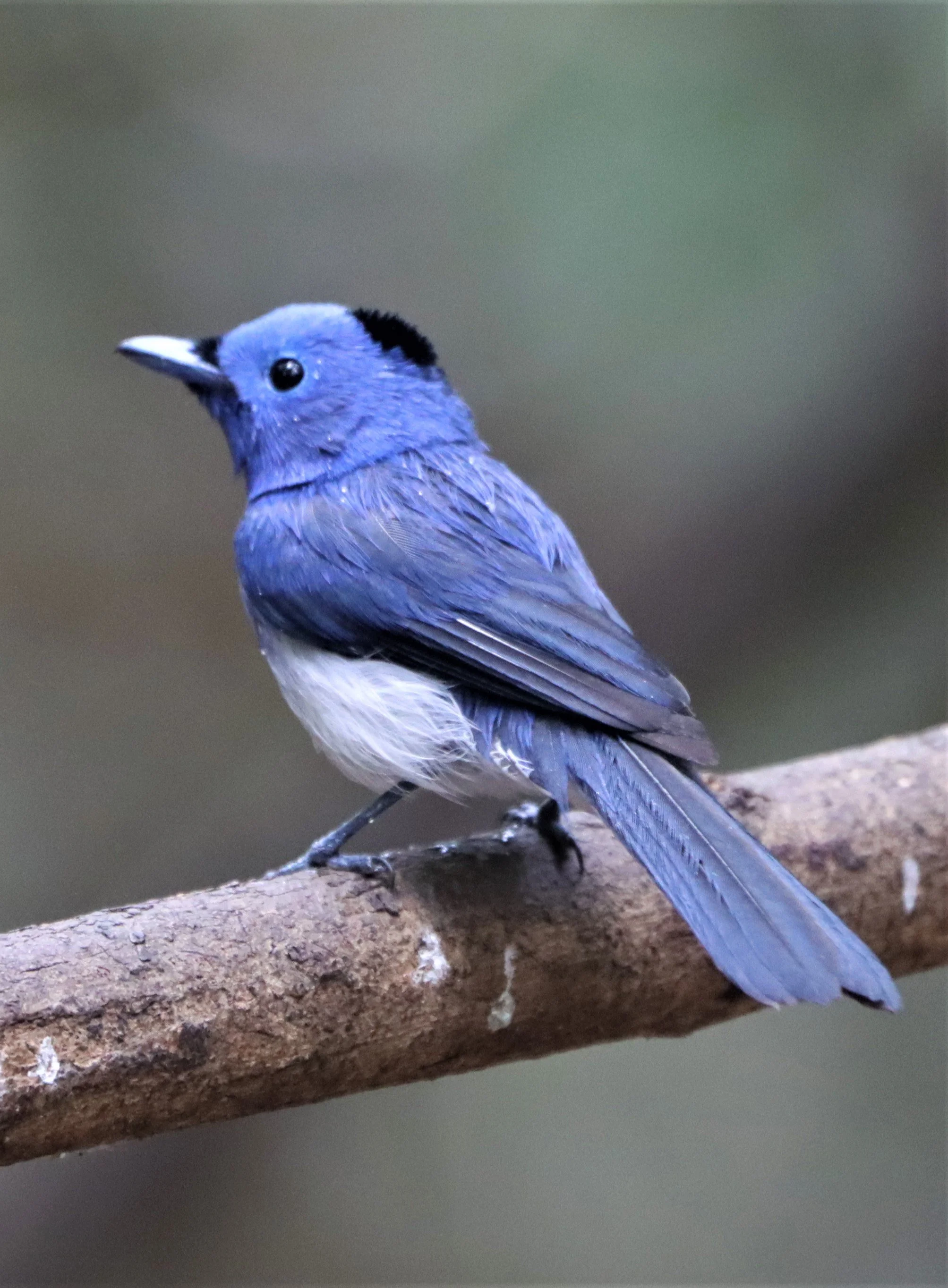 MONARCH - BLACK-NAPED MONARCH - Hypothymis azurea - KAENG KRACHAN 2021 (1).jpg