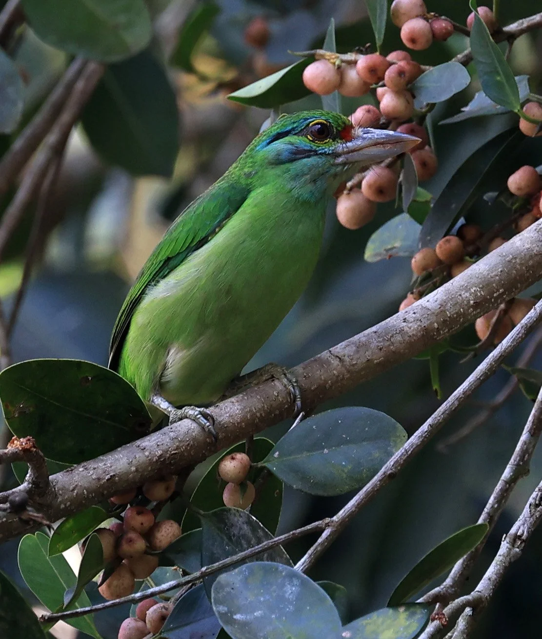 Moustached Barbet (Psilopogon incognitus) Khao Yai National Park Feb 2026 Day 2 (22).jpg