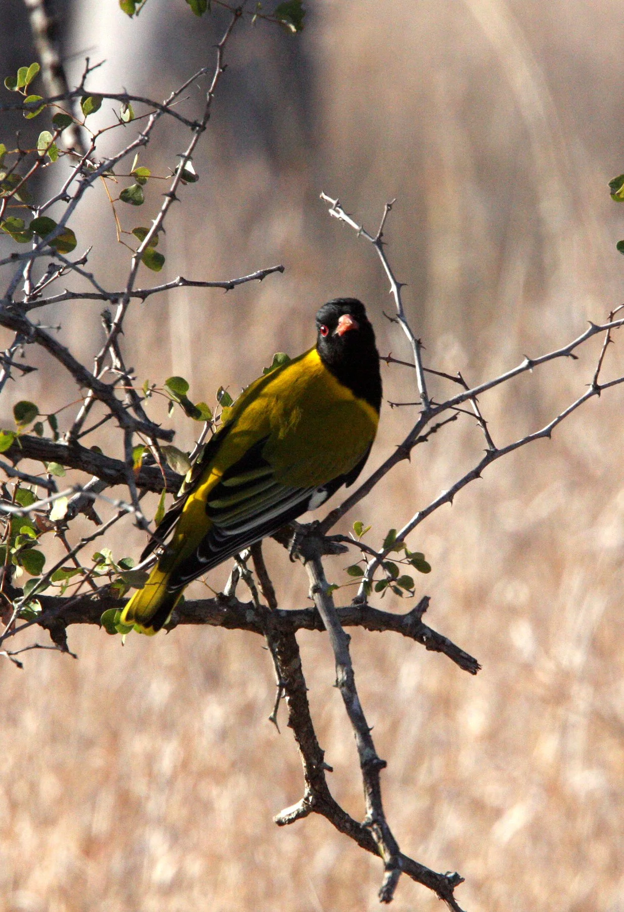 Eastern Black-headed Oriole (Oriolus larvatus) Kruger NP South Africa (6).JPG
