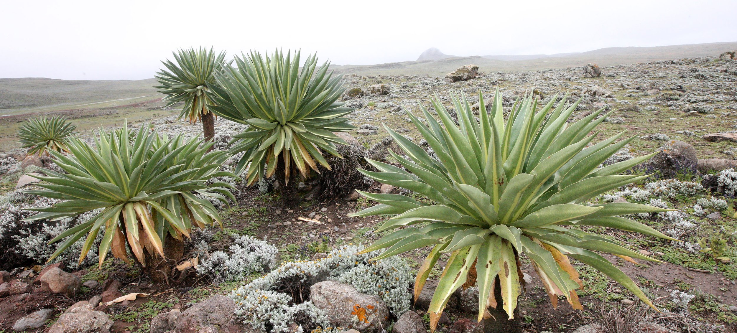 BALE MOUNTAINS NATIONAL PARK ETHIOPIA - SANETTI PLATEAU (40).JPG