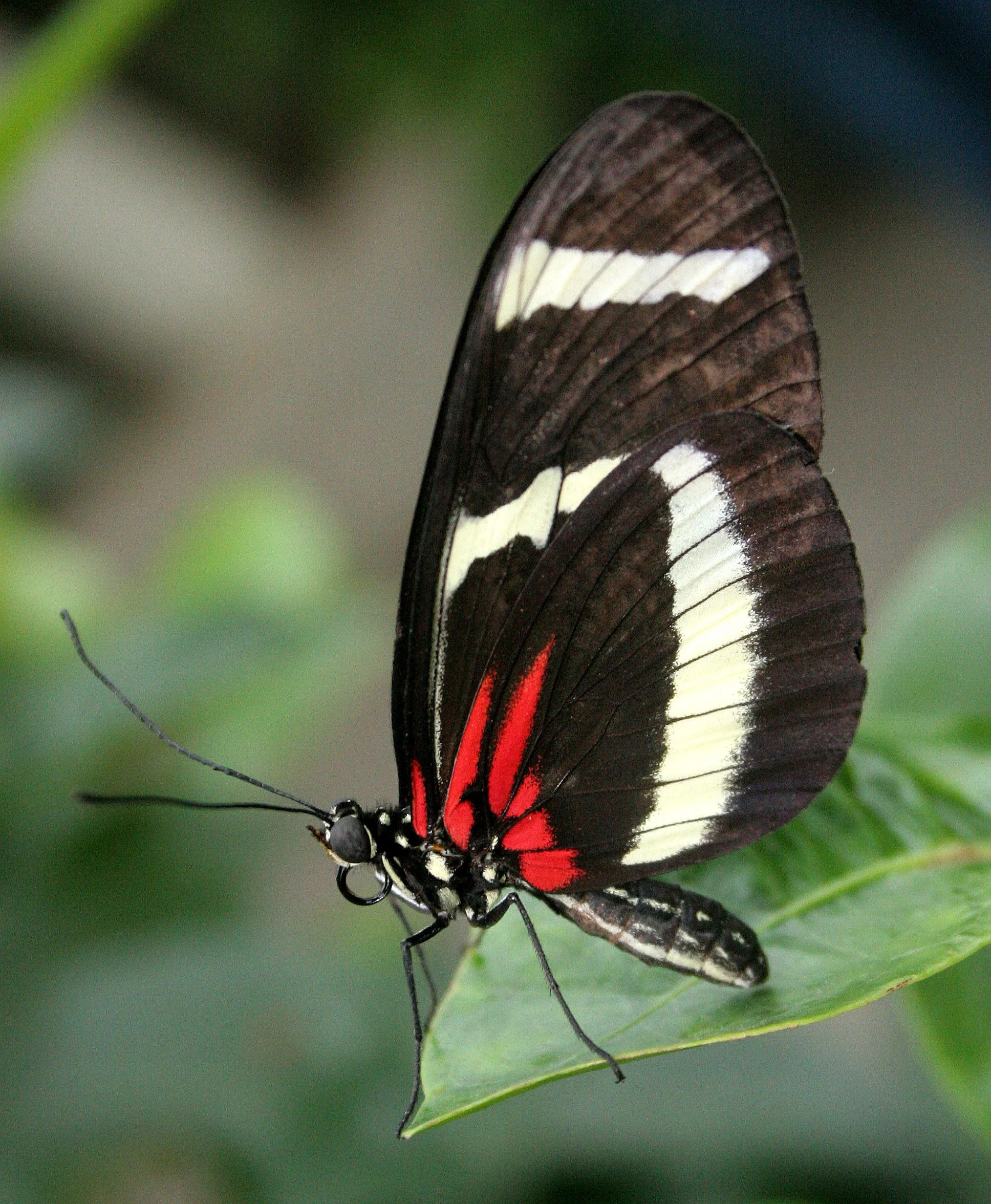 2008-3-31 CHICAGO SPRING TRIP - PEGGY BARTEAON NATURE MUSEUM (18).JPG