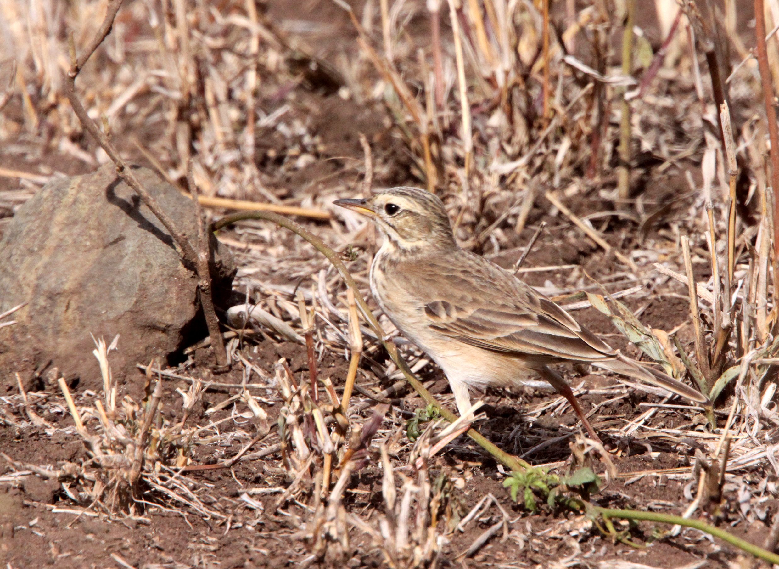 African Grassveld Pipit (Anthus cinnamomeus) KRUGER NATIONAL PARK SOUTH AFRICA (4).JPG