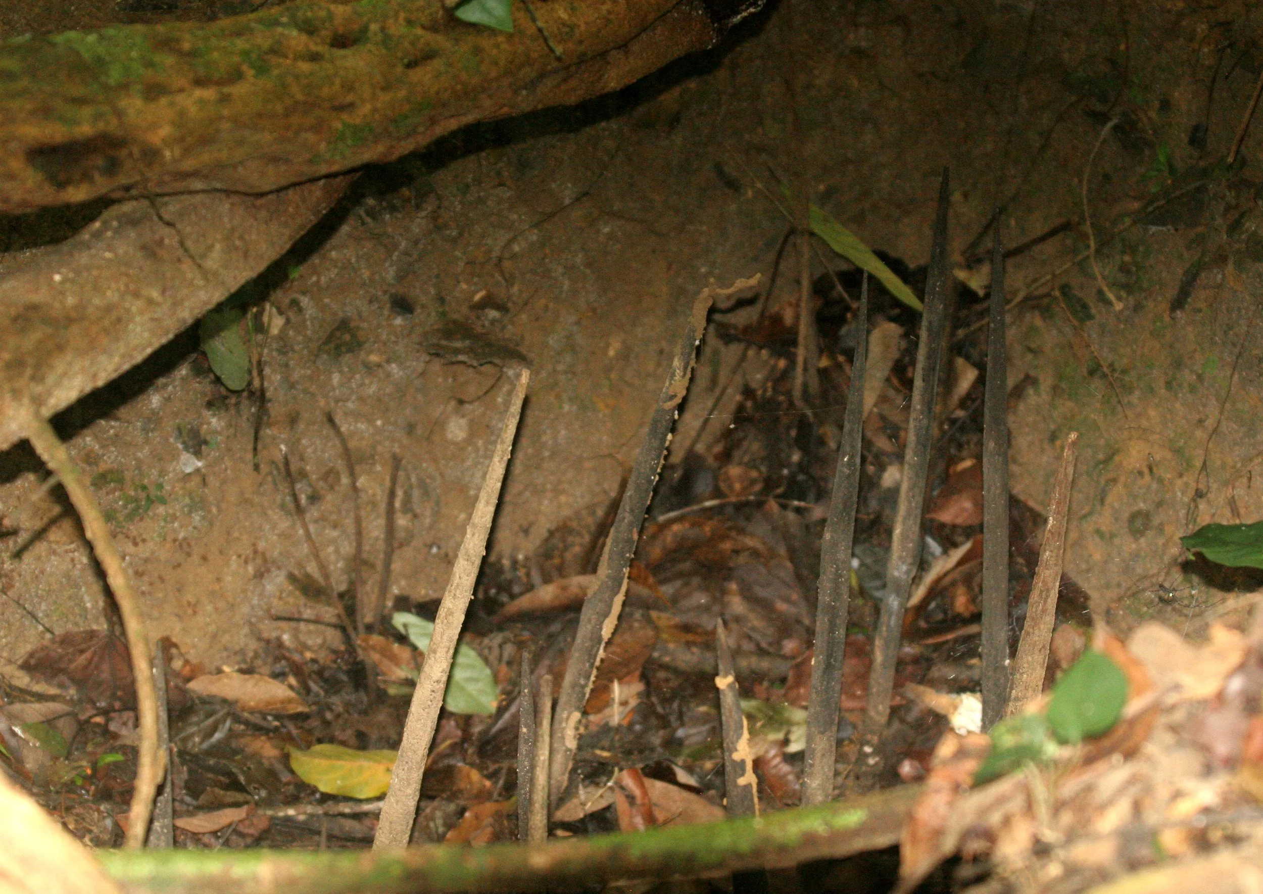 KRUNG CHIN NP - 2008 - THAI TC TRAPS (2).JPG