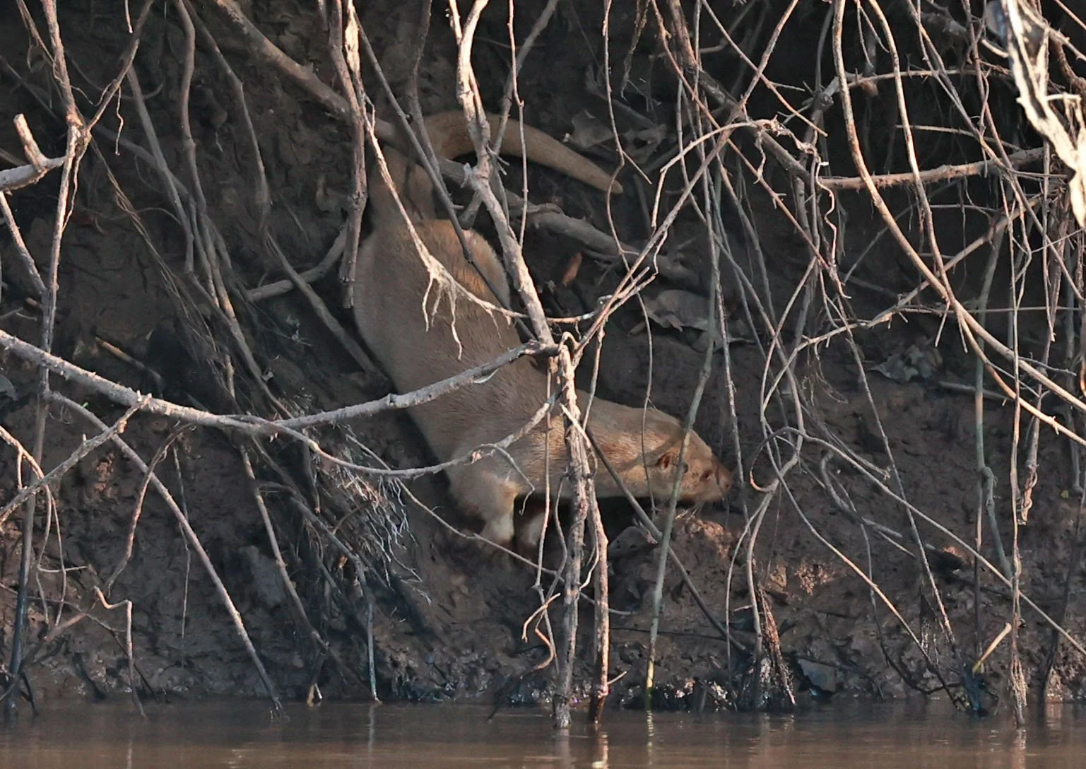 Lontra longicaudis - Neotropical River Otter - Pousada Aguape - Fazenda São José Zona Rural, Aquidauana, Mato Grosso do Sul, Brazil (11).jpg