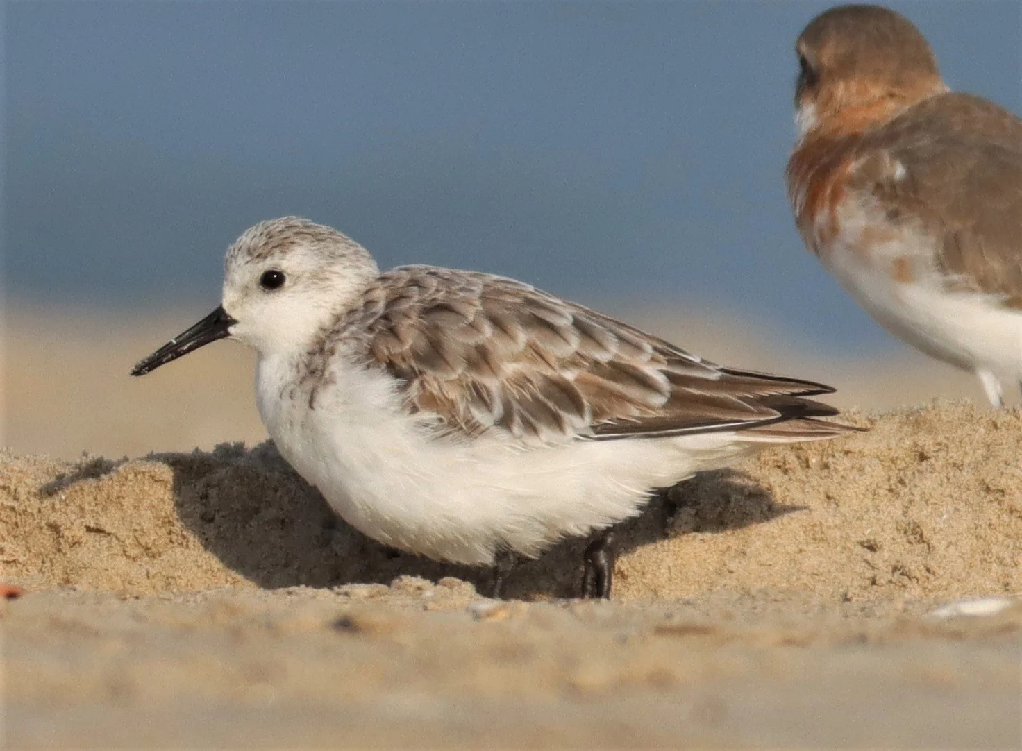 SANDERLING - Calidris alba - LAEM PAK BIA PETBURI - WITH KENTISH PLOVERS (1).jpg