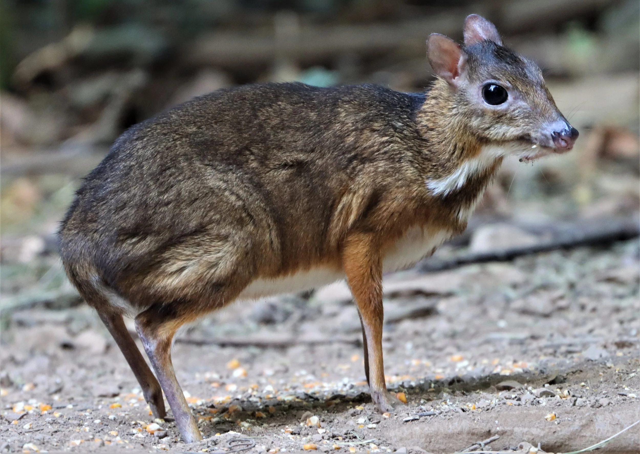 Lesser mouse-deer (Tragulus kanchil) are actually very common in the forests in and around the Kaeng Krachan Forest Complex.  However the only way to reliably see them is in the local bird blinds where they come with the birds for water and corn.