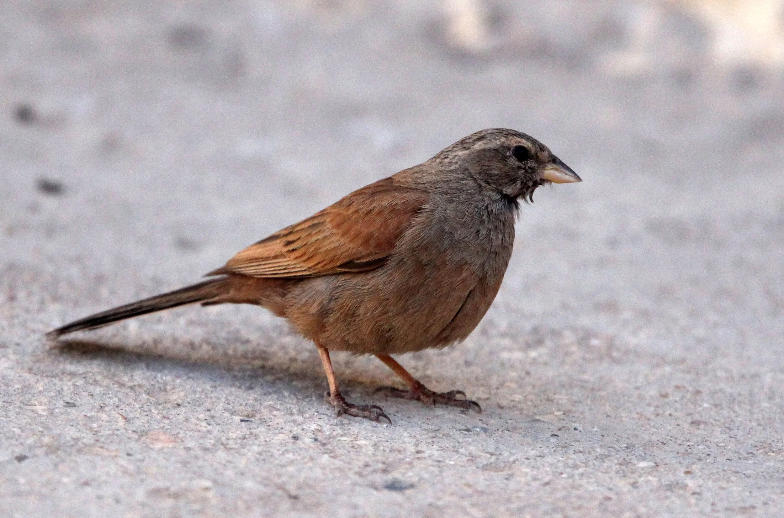 House Bunting (Emberiza sahari) Sened Village Atlas Mountians Tunisia