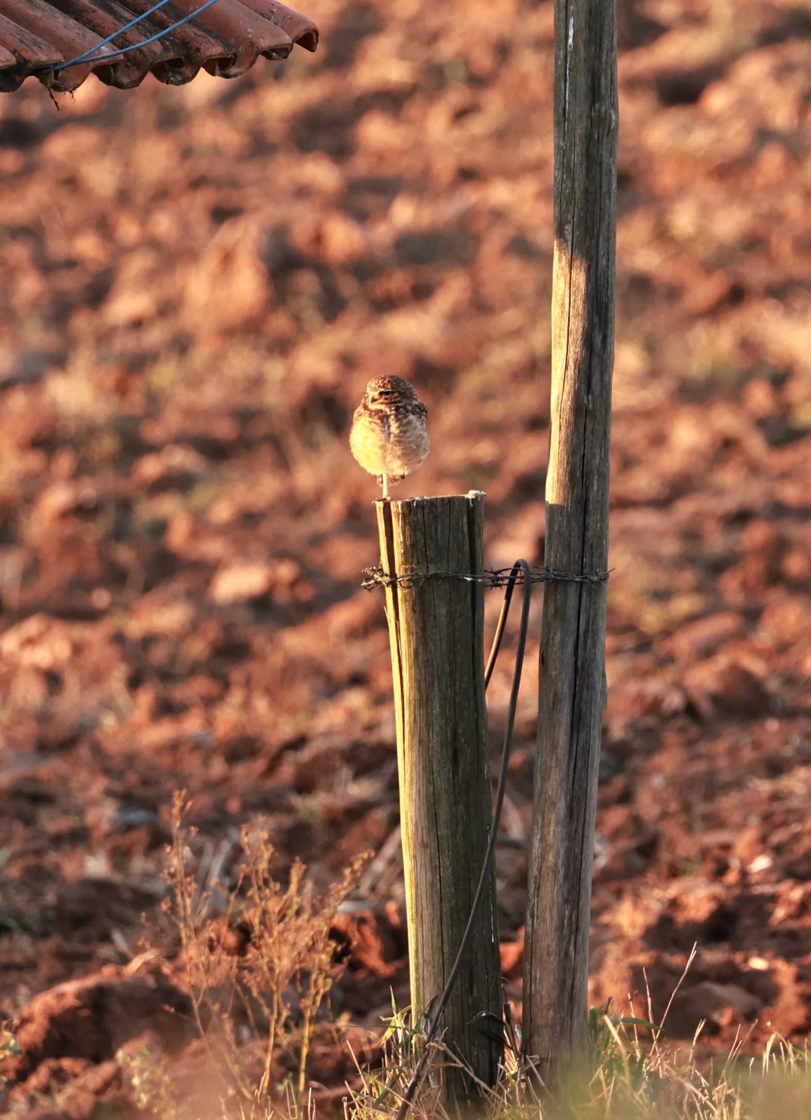 Owl - Burrowing Owl - Athene cunicularia - Fazenda Garibaldi, Sao Paulo State (4).jpg