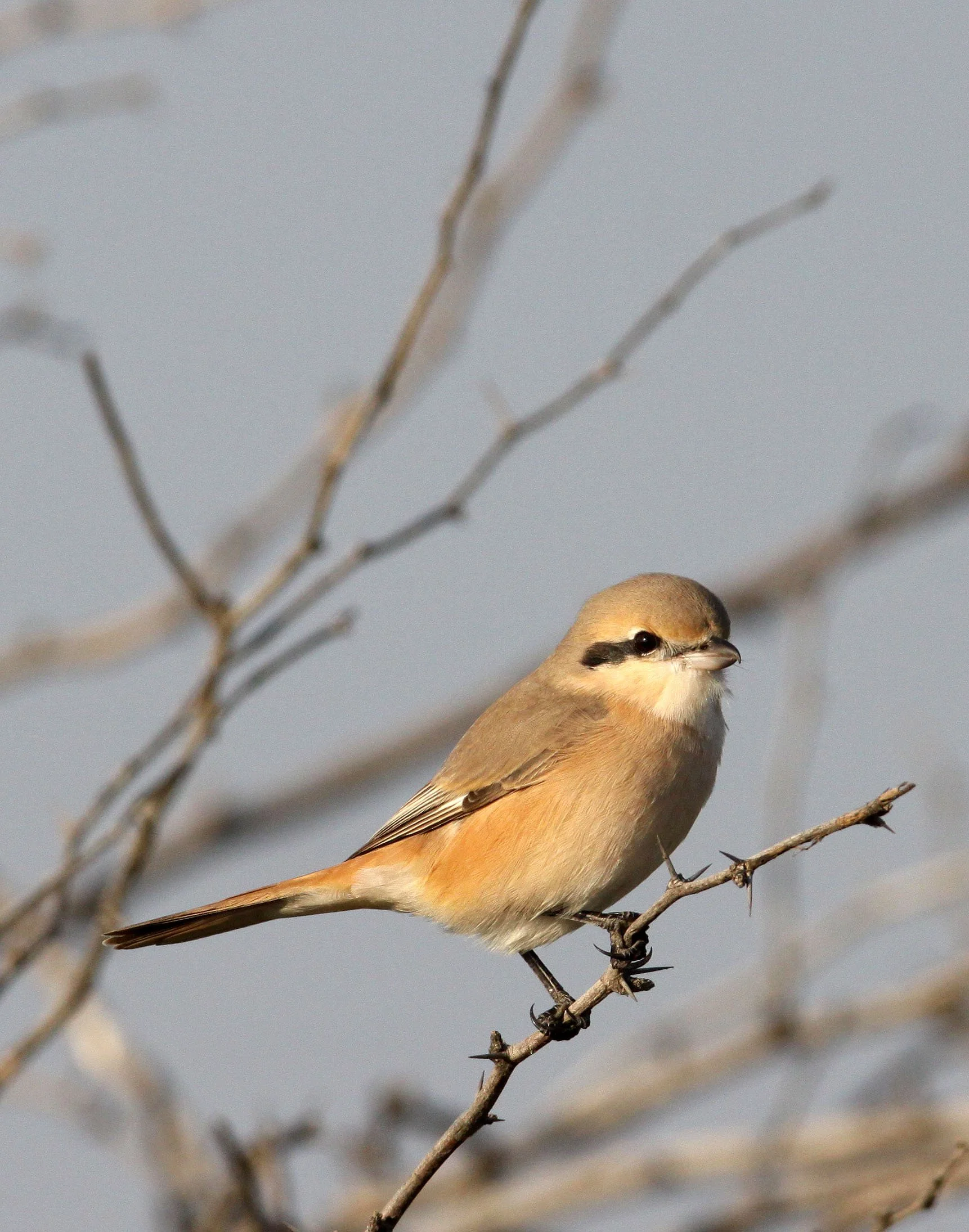 Isabelline Shrike (Lanius isabellinus) Blackbuck NP Gujarat India (5).JPG