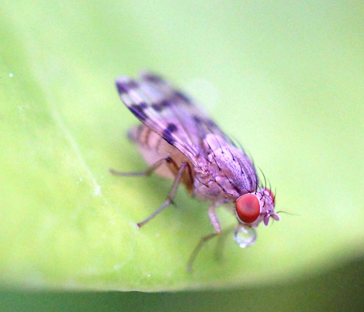 2013 in Nakhonsithammarat and some Krabi with Family (73).JPG