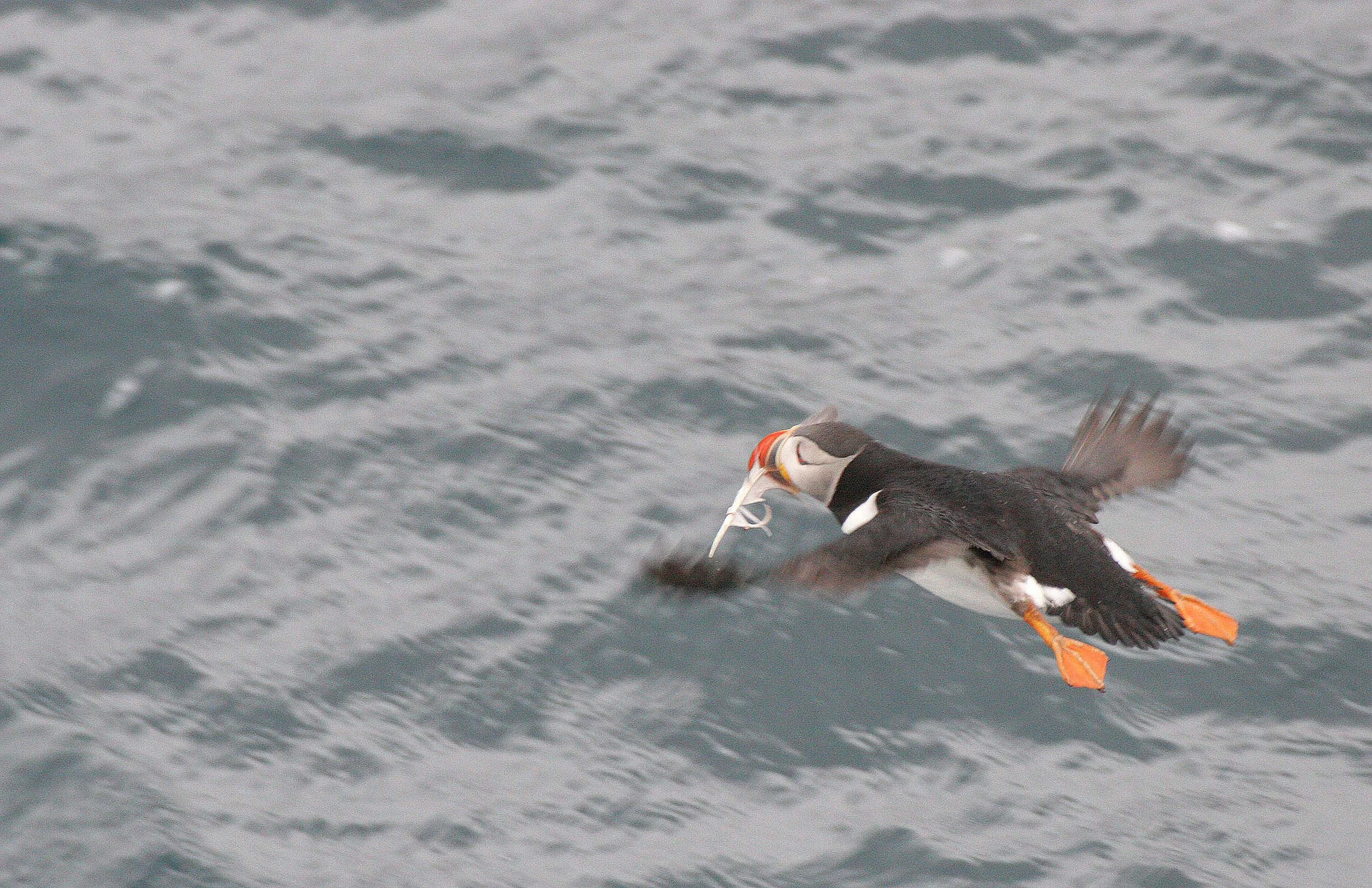 Fratercula arctica - ATLANTIC PUFFIN - SVALBARD (22).jpg