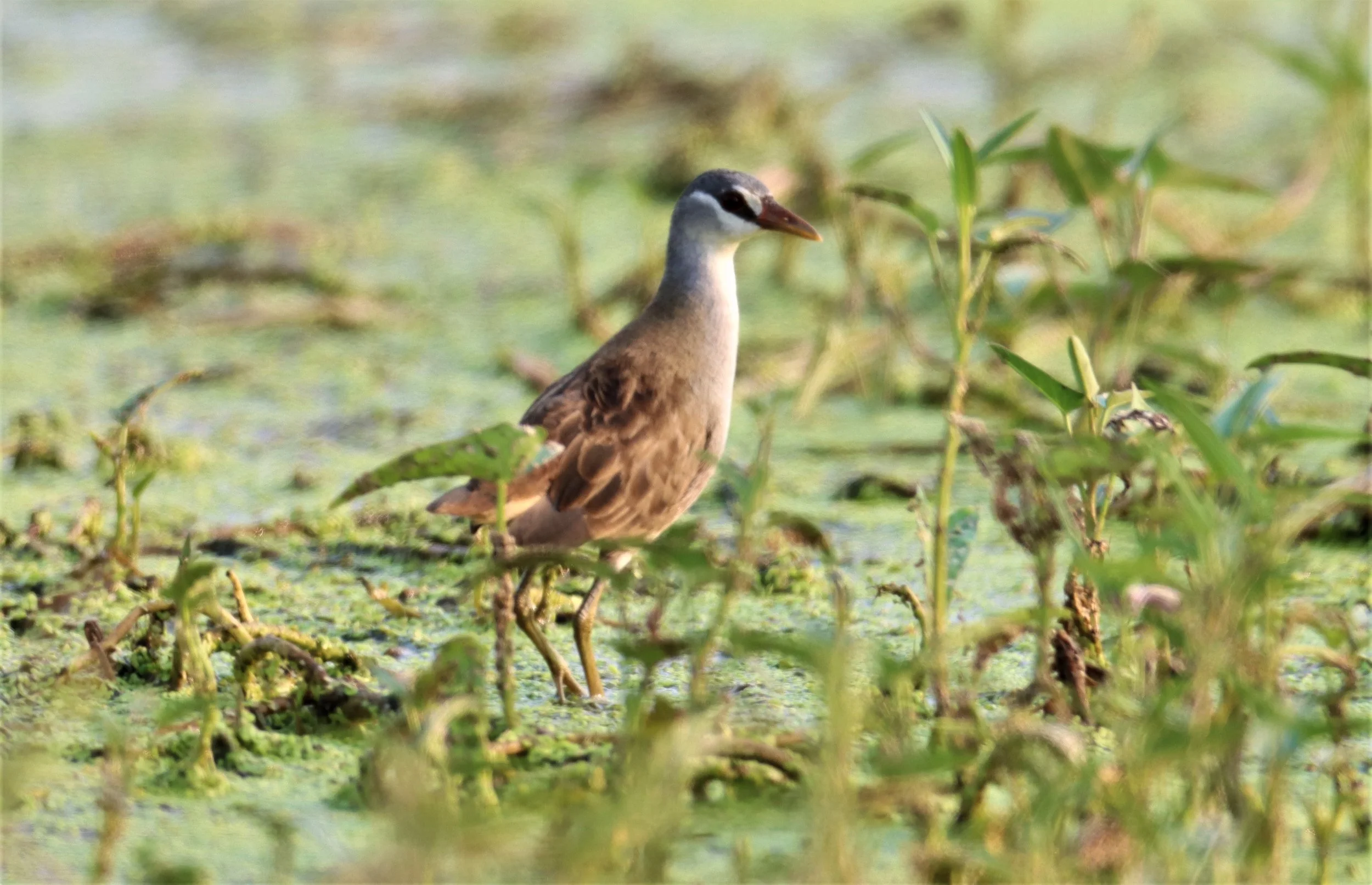White-browed Crake (Porzana cinerea) Thap Yao Rice Fields Lat Krabang Bangkok (60).JPG