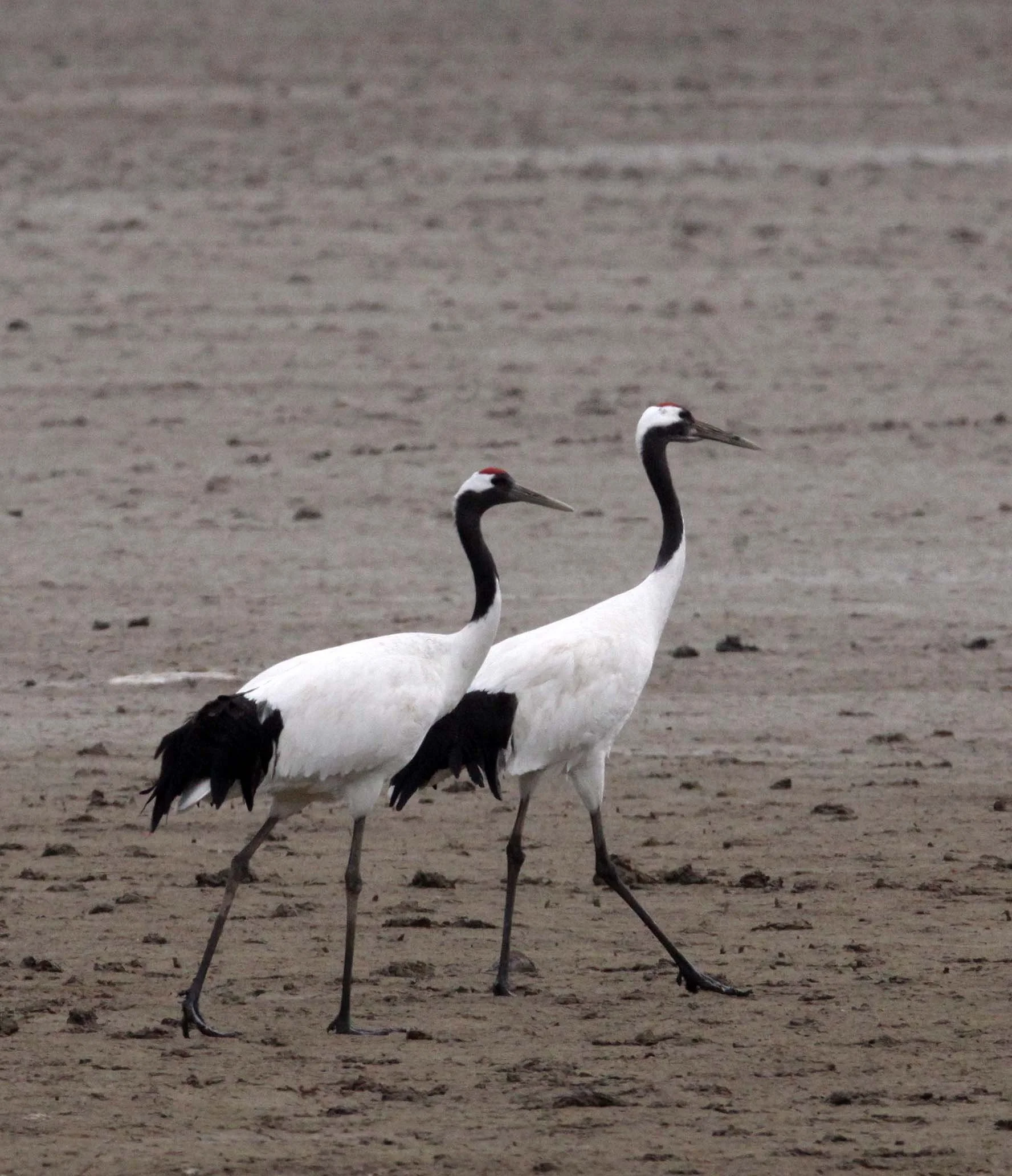 BIRD - CRANE - RED-CROWNED JAPANESE CRANE  - YANCHENG CHINA (93).JPG