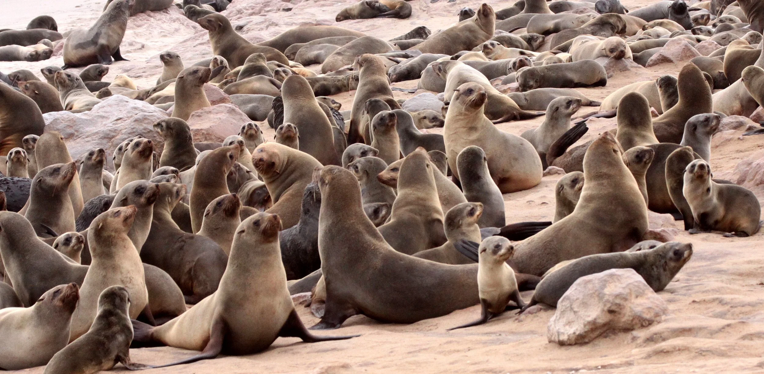 Arctocephalus pusillus pusillus - BROWN (CAPE) FUR SEAL - CAPE CROSS, NAMIBIA (48).JPG