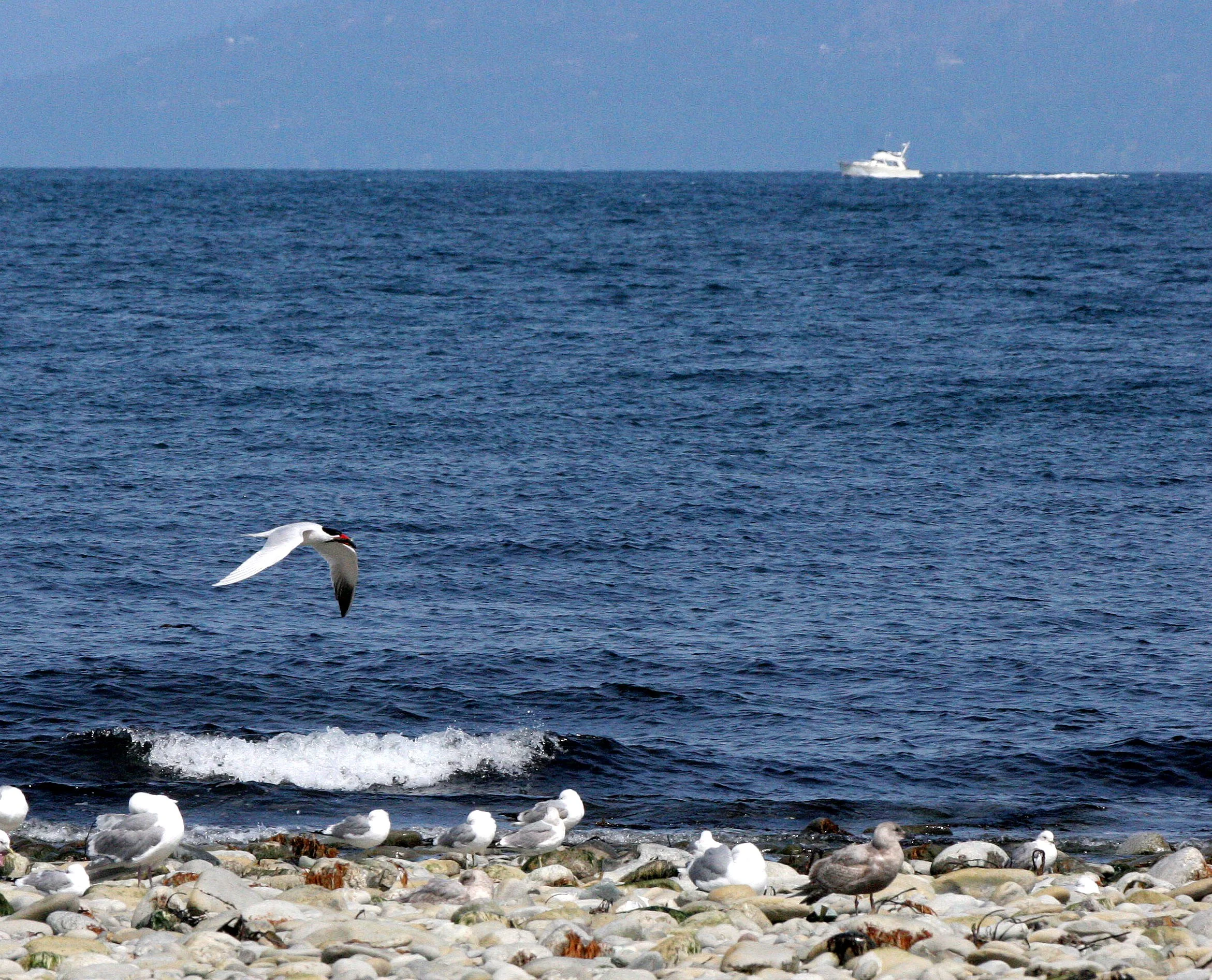 BIRD - TERN - CASPIAN TERNS - ELWHA RIVER MOUTH WA (13).JPG
