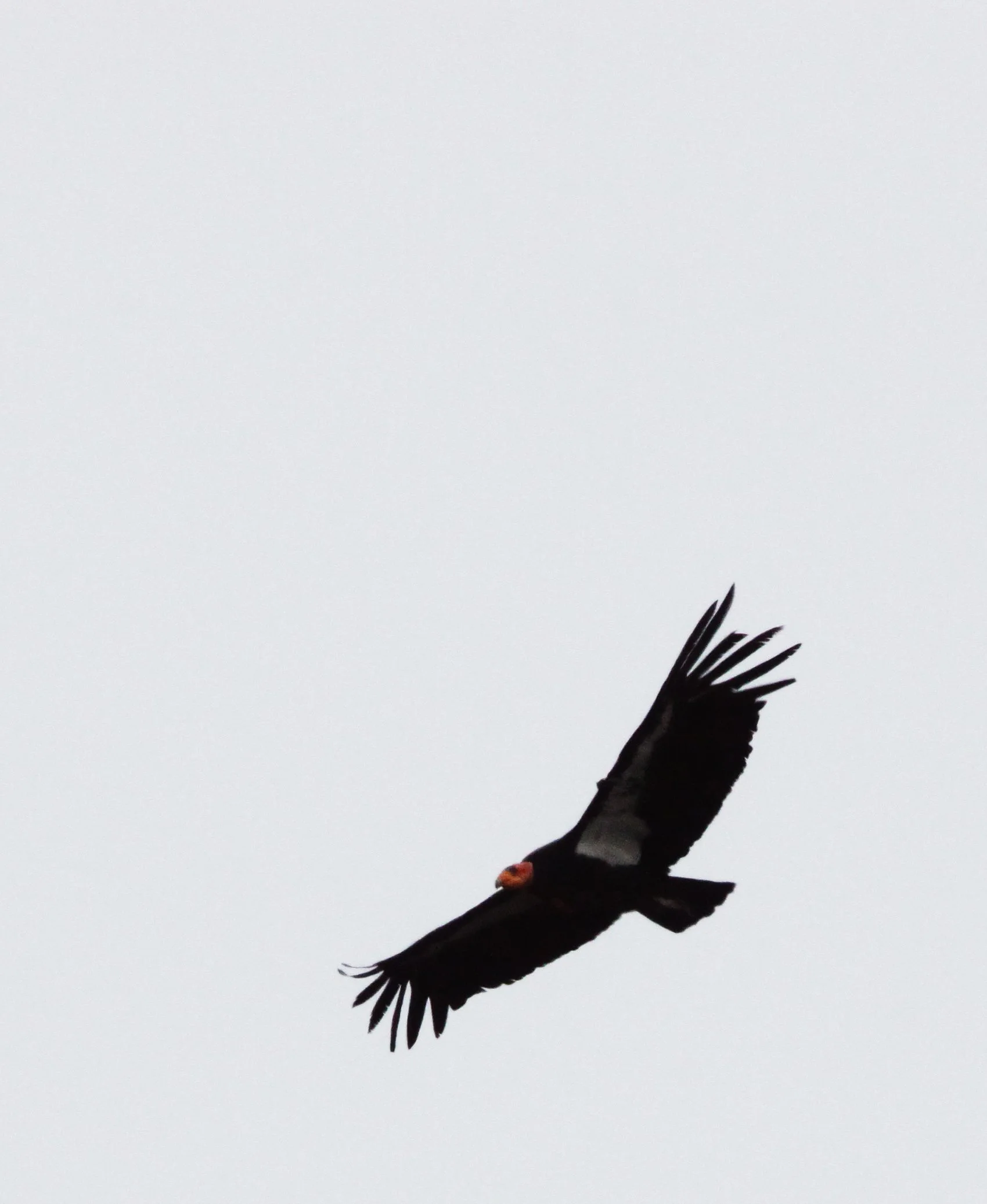 Gymnogyps californianus - CALIFORNIA CONDOR - PINNACLES NATIONAL MONUMENT CALIFORNIA (58).JPG