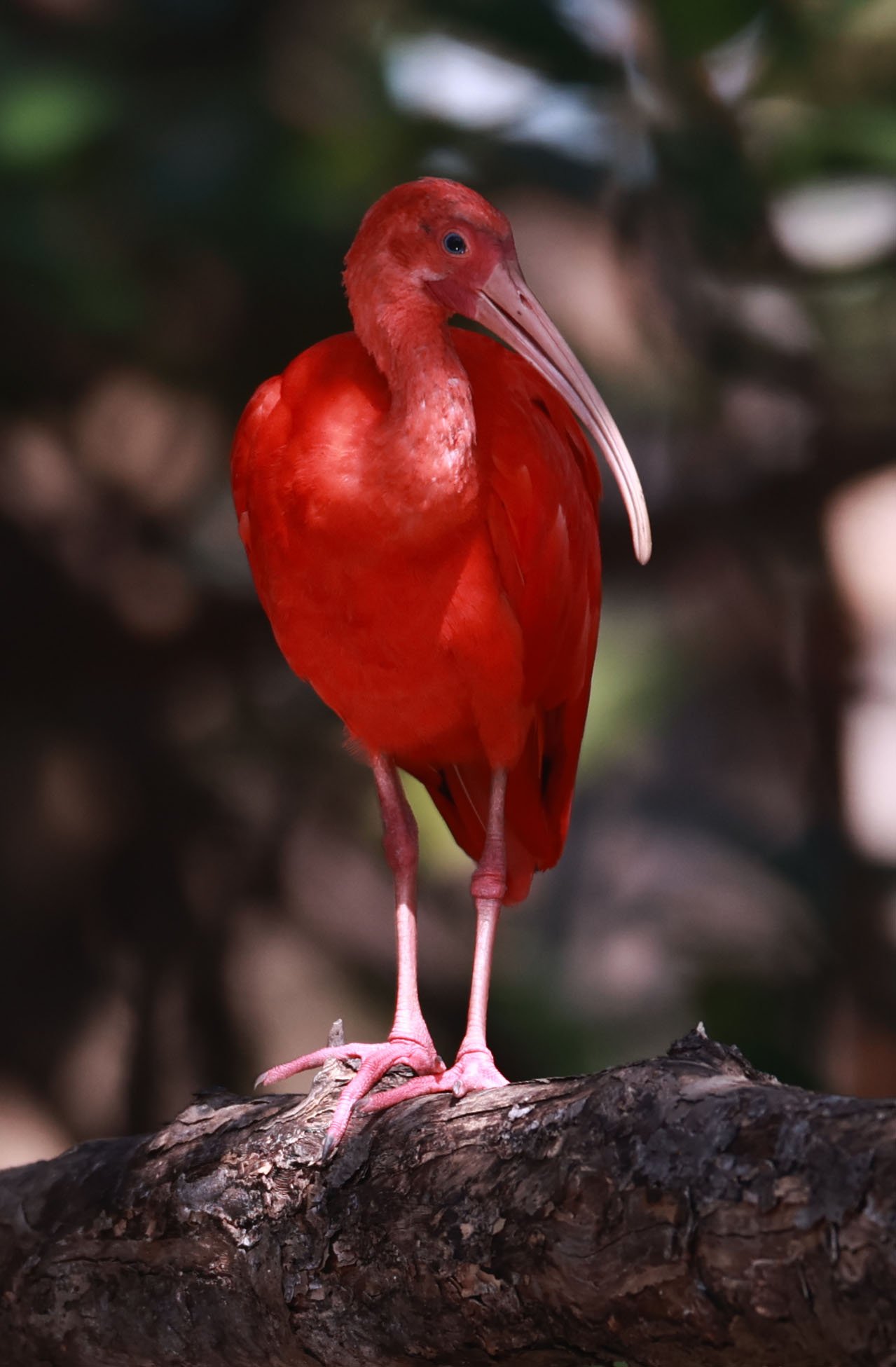 Ibis - Scarlet Ibis - Eudocimus ruber - 29 Songkaow Cafe, Chachoengsao Thailand (368).jpg