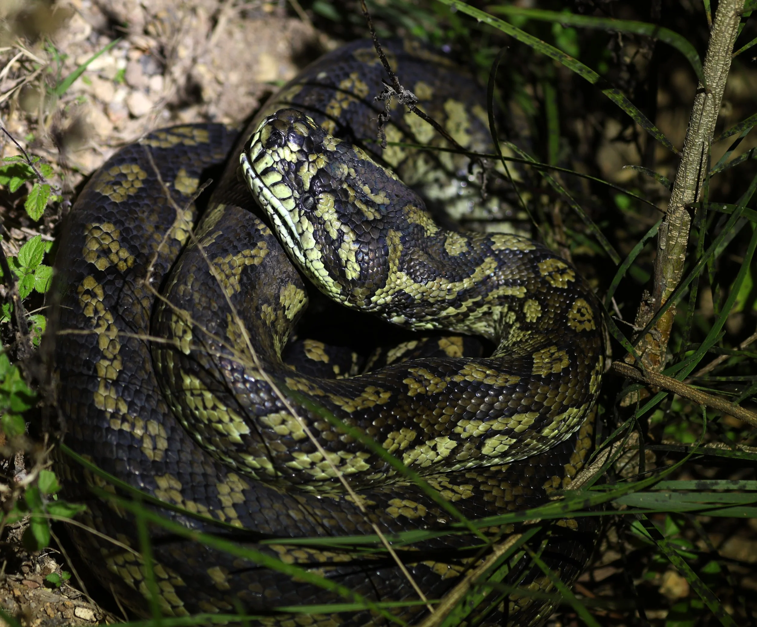 Carpet Python (Morelia spilota) Mount Hypipamee Crater NP & Vicinity - Queensland (5).jpg