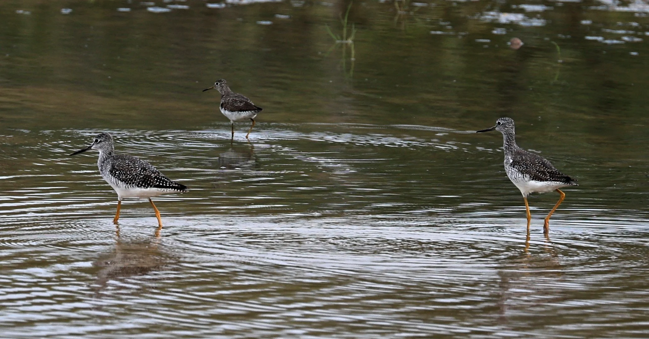 Greater Yellowlegs (Tringa melanoleuca) Chaco Lodge & Laguna Salada Paraguay (7).jpg
