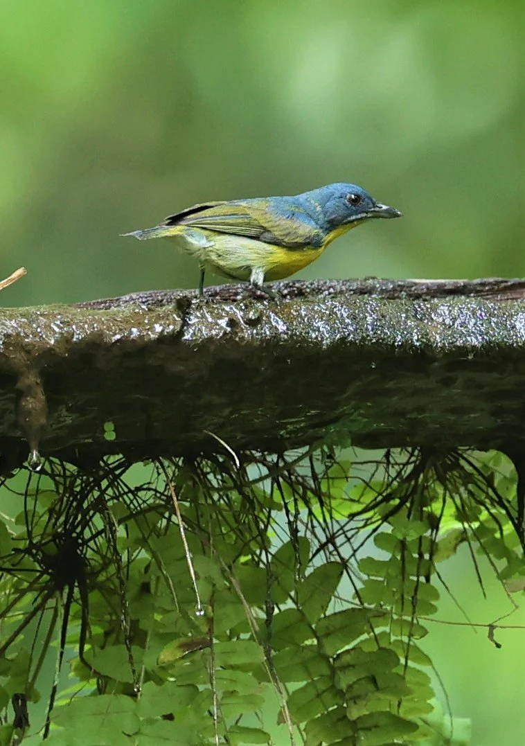 FLOWERPECKER - CRIMSON-BREASTED FLOWERPECKER - Prionochilus percussus - SRI PHANG NGA AREA SONGKRAN 2022 (6).jpg