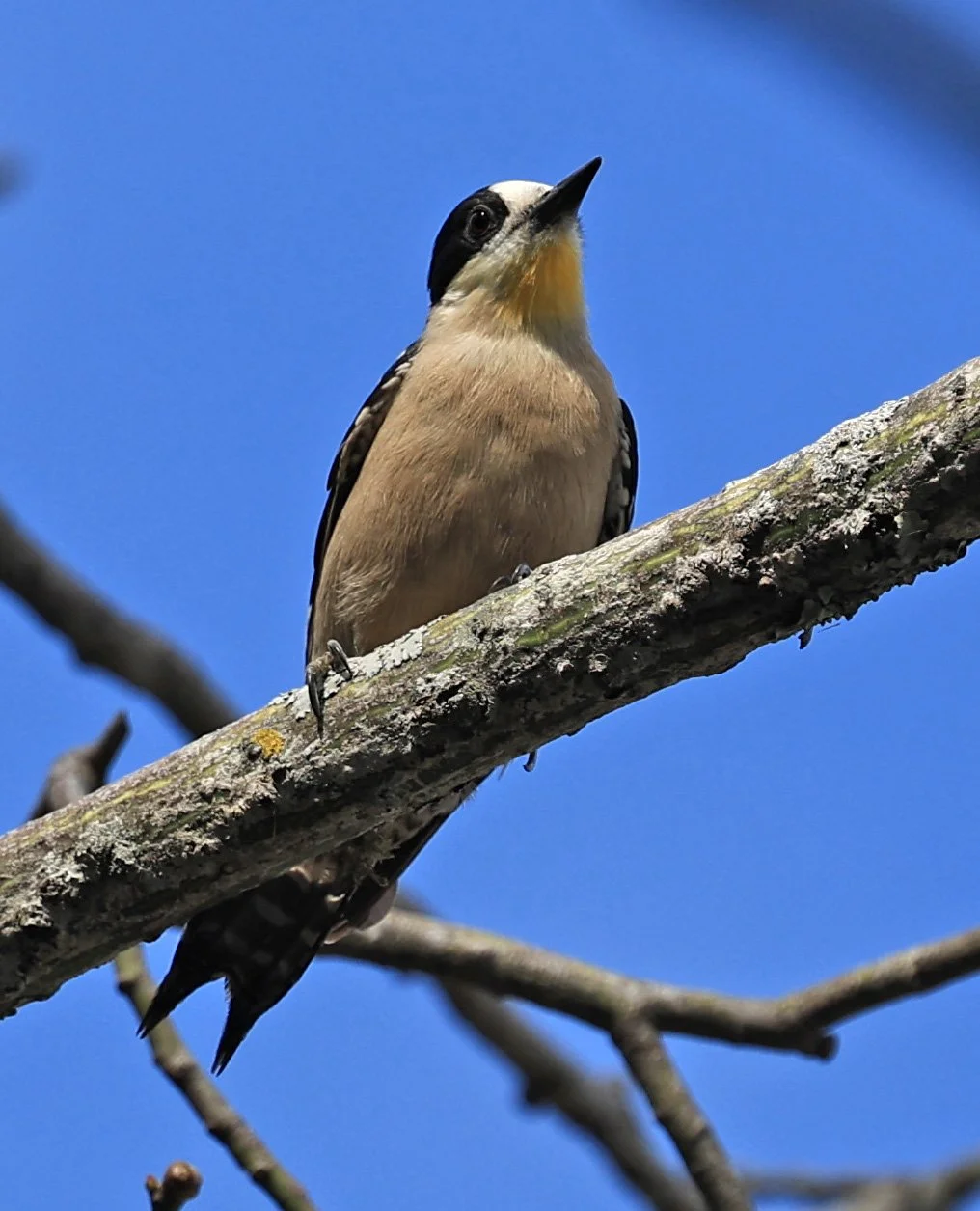 White-fronted Woodpecker (Melanerpes cactorum) Hotel Campestre Iparoma Paraguay (3).jpg