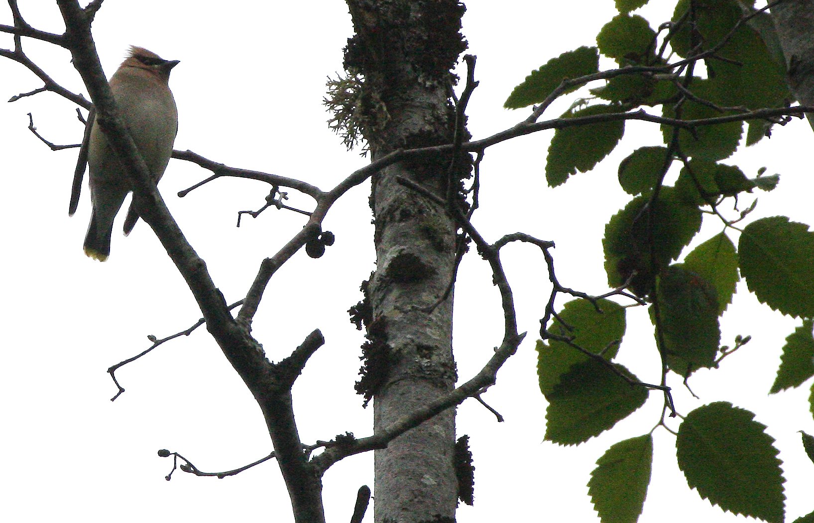 BIRD - WAXWING - CEDAR WAXWING - LAKE FARM TRAILS (6).JPG